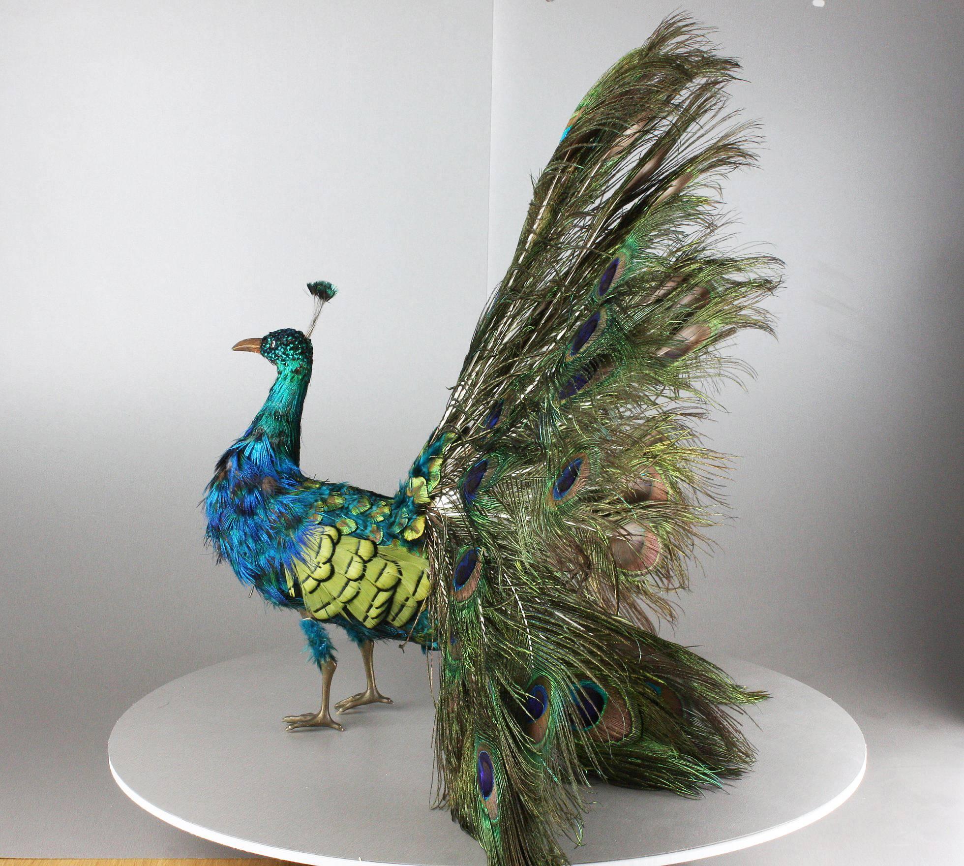peacock collectibles
