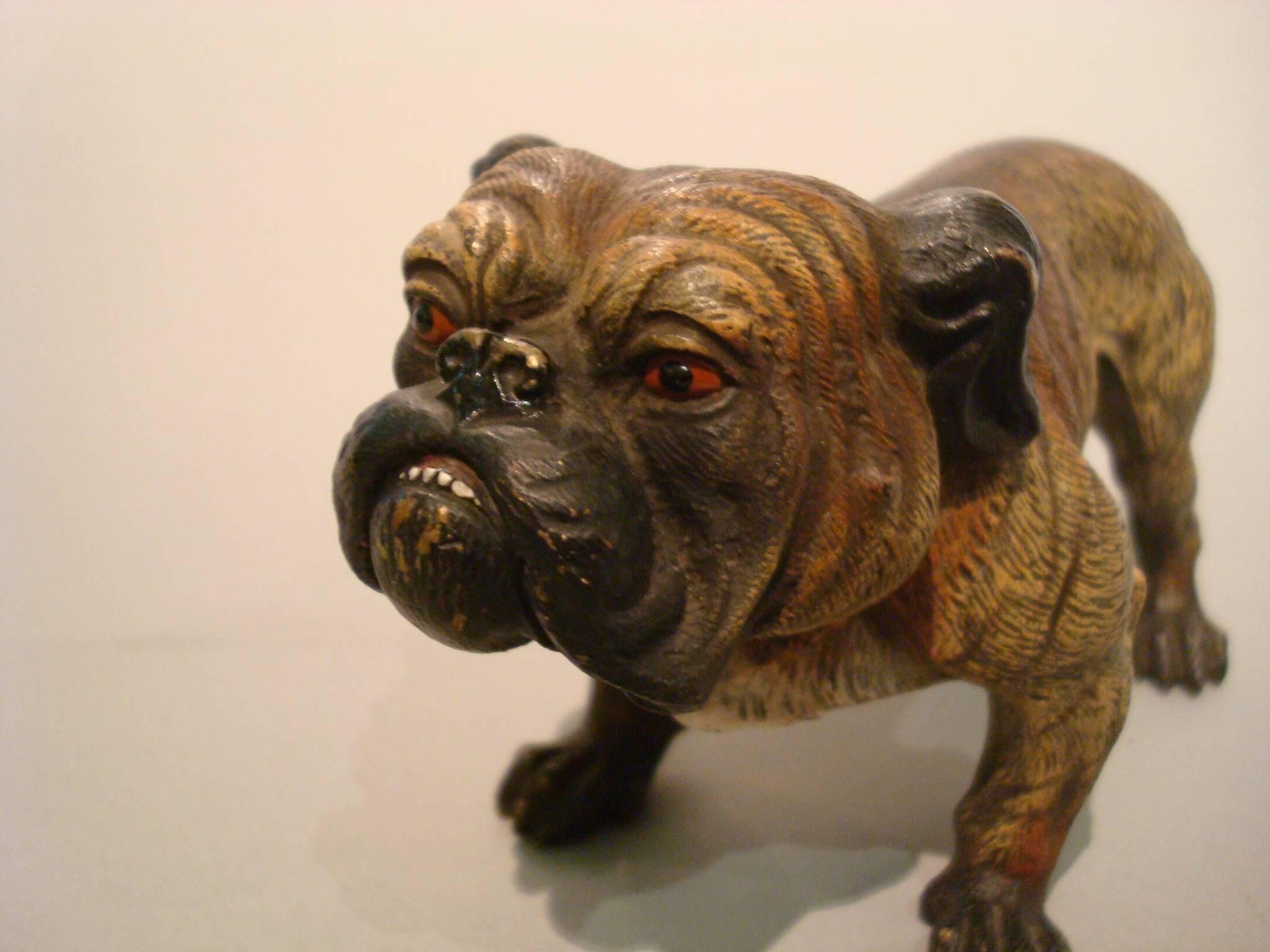Antique large cold painted Vienna bronze English bulldog. This is a rare model, very lifelike and beautifully sculptured. It's large and heavy enough to be used as a great paper weight. There are no markings or signature. It is in excellent