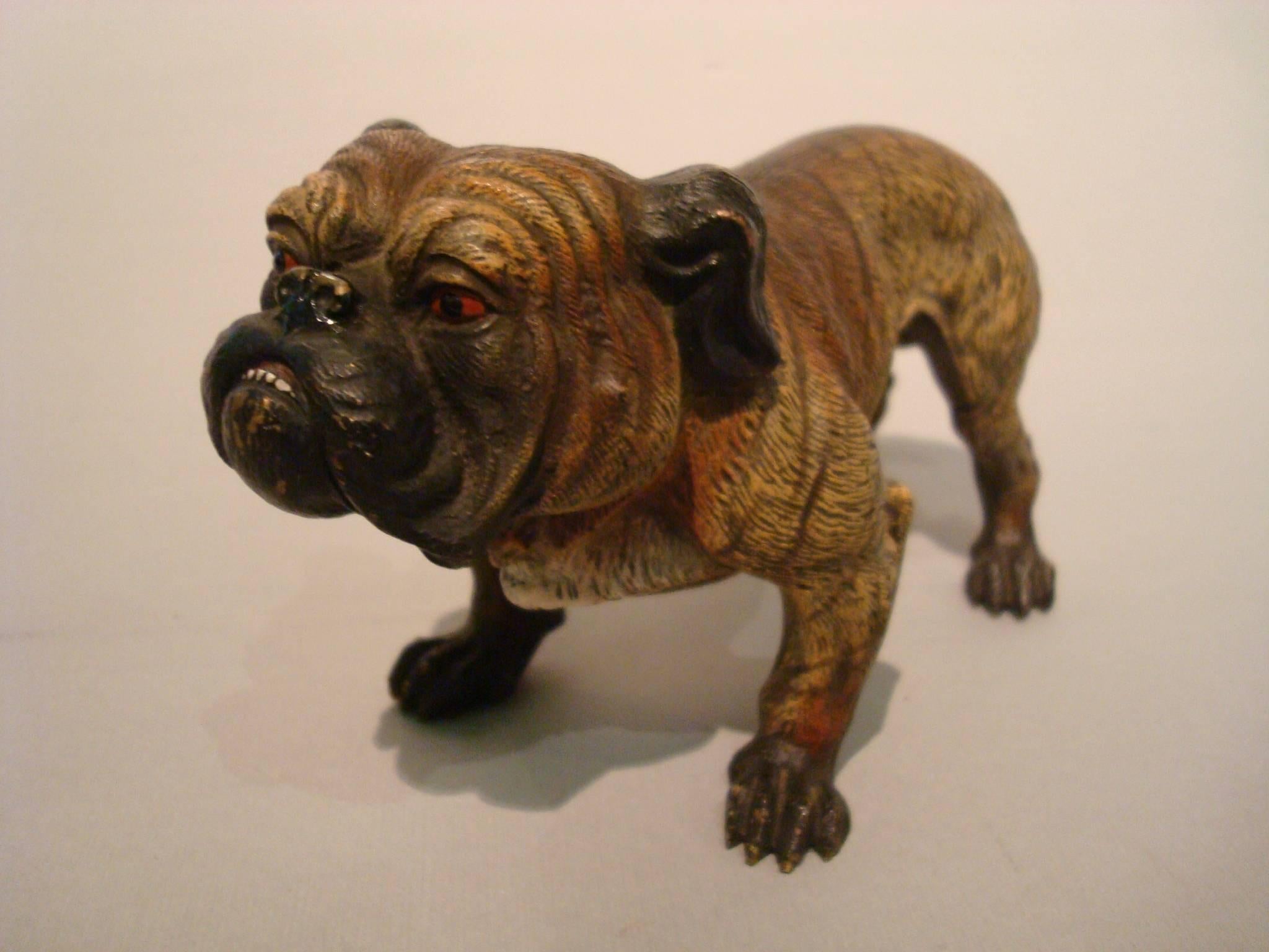 20th Century Antique Large Dog Cold Painted Vienna Bronze English Bulldog Sculpture