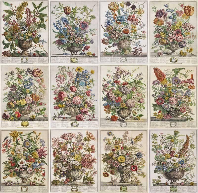 English 12 Months of Flowers Set of 12 Colored Engravings by R Furber For Sale