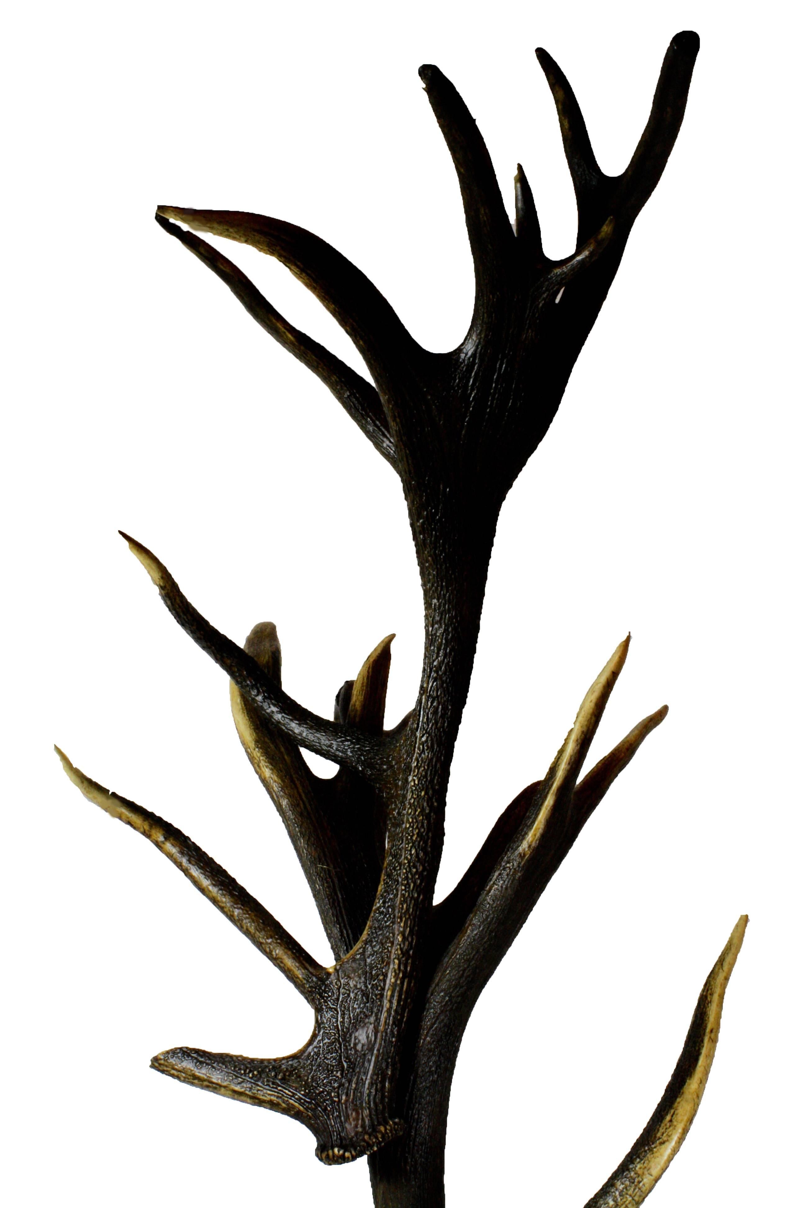 German Red Stag Antler Hall Tree with Carved Base 2