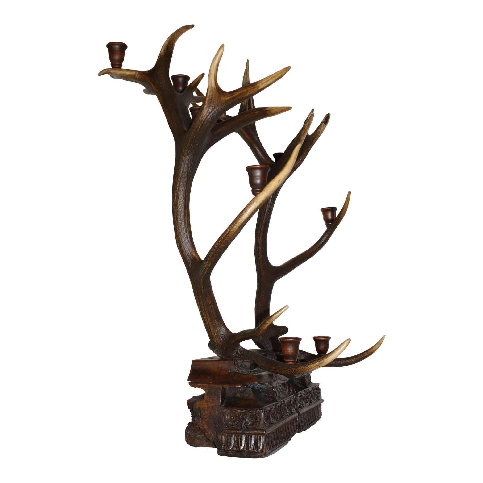 Containing 16 or more antler points, this monarch stag candelabra is dark brown with white tips. The burrs are mounted on an ornately carved piece of wood with a repetitive floral and leaf pattern interrupted by a decorative pendant. While the