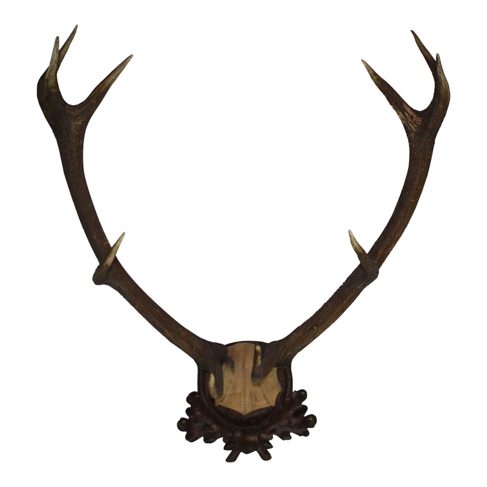 German Red Stag Mount