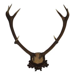 German Red Stag Mount