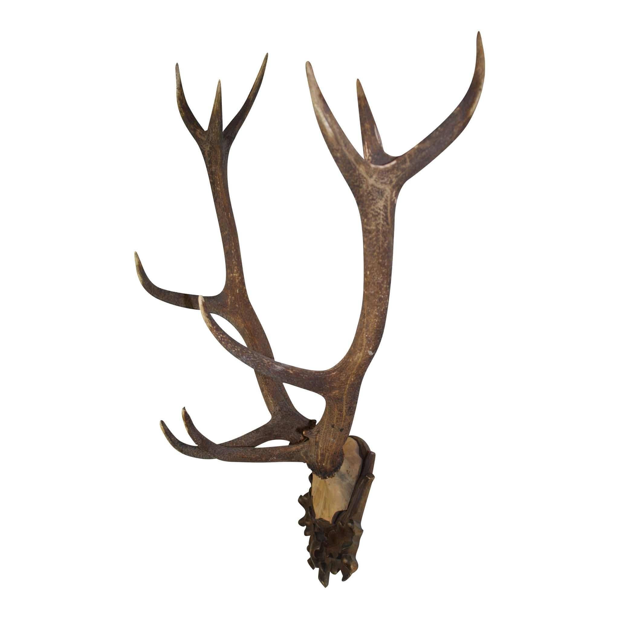 red stag mount for sale