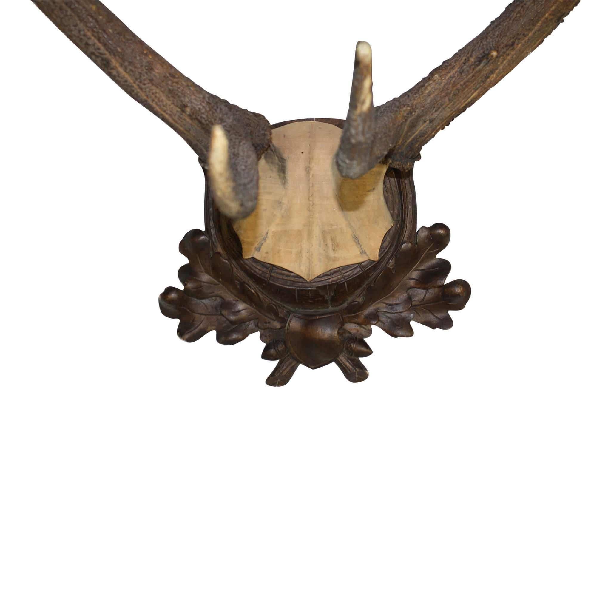 The crown of this beautifully symmetrical stag mount has a palm of three tines on each antler. Additionally, this ten point mount has tines on the lower beams. The wooden plaque and carved skull cap supporting the antlers measures 12