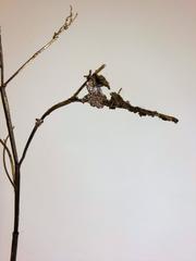 Unique Bronze Tree Table Sculpture by Sian Lewis