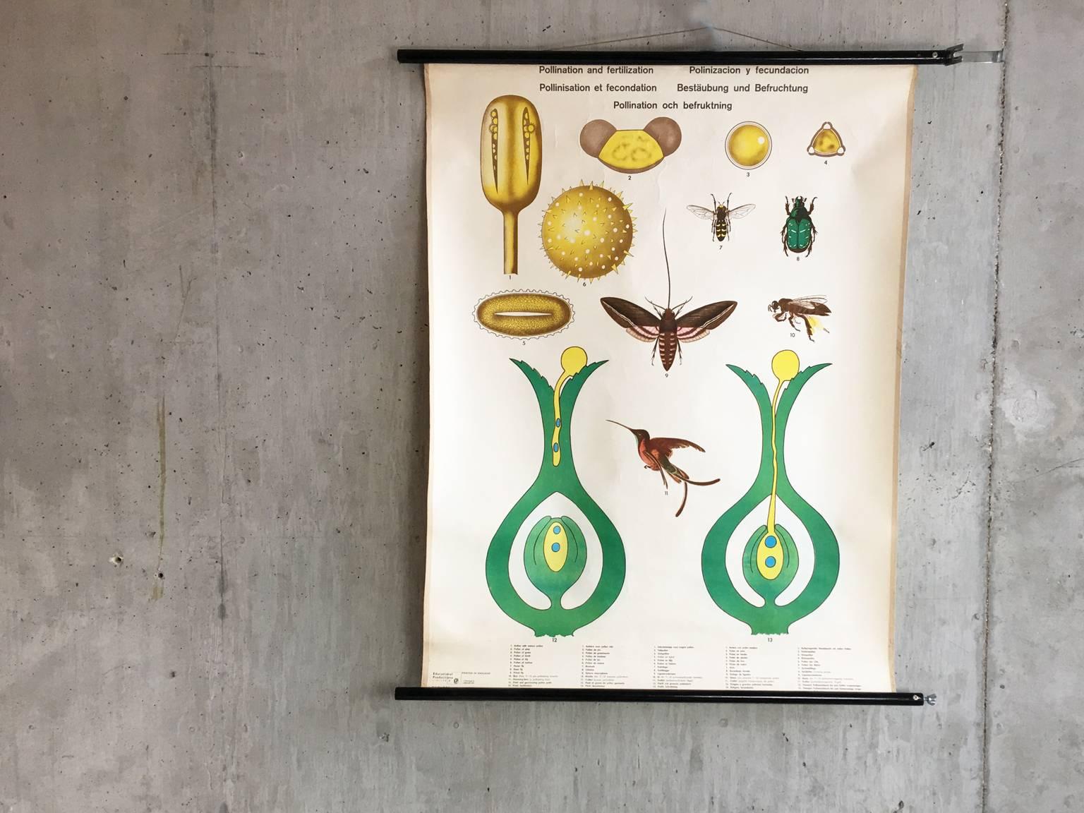 Mid-Century Modern 1970s Botanical Pull Down Poster For Sale