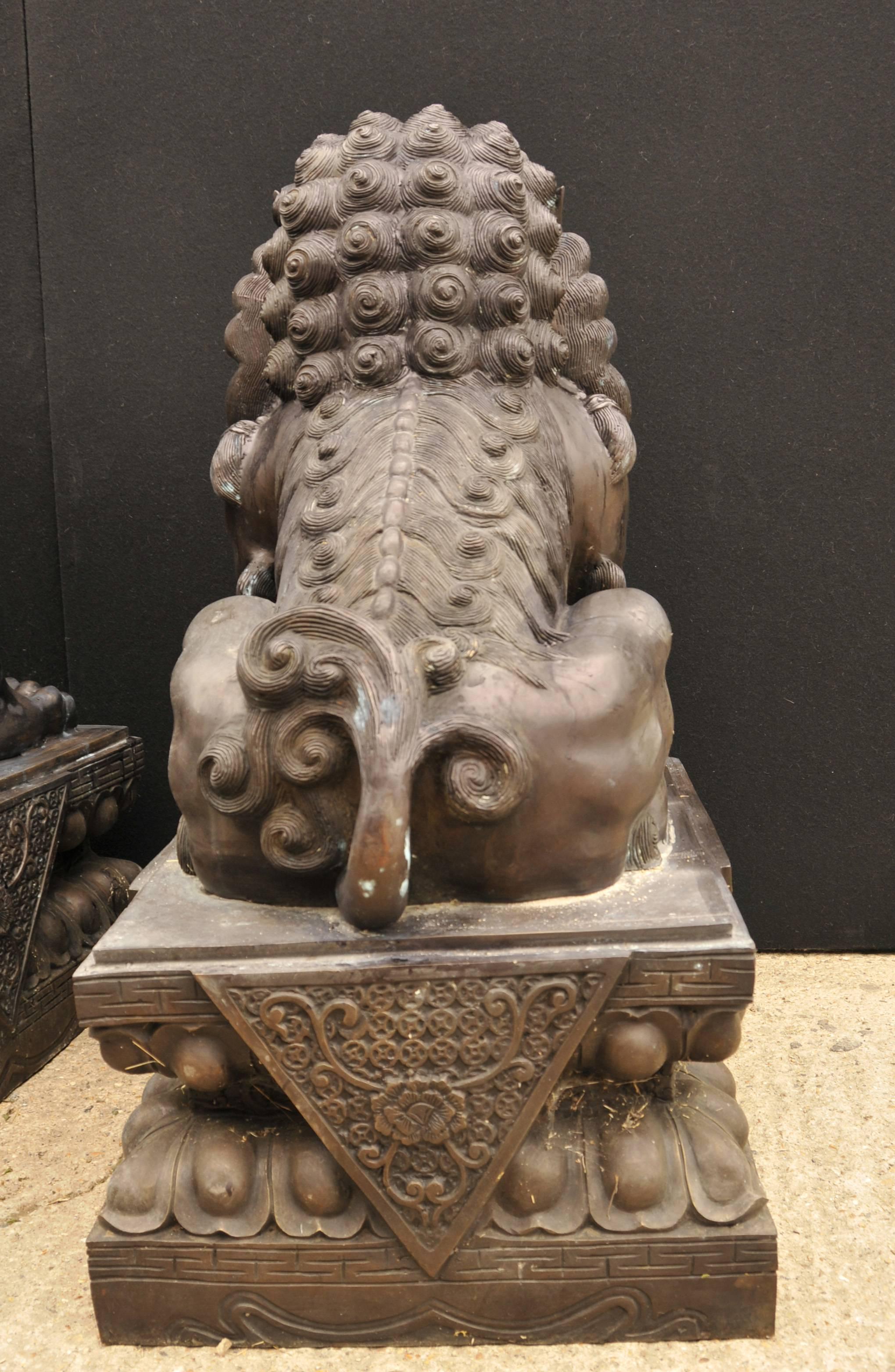 Stunning pair of bronze Chinese foo dogs.
Large pair at almost four feet tall.
In ancient Chinese mythology they are seen to ward off evil spirits, much like gargoyles in the European tradition.
Hence these are a great pair of gatekeepers for any