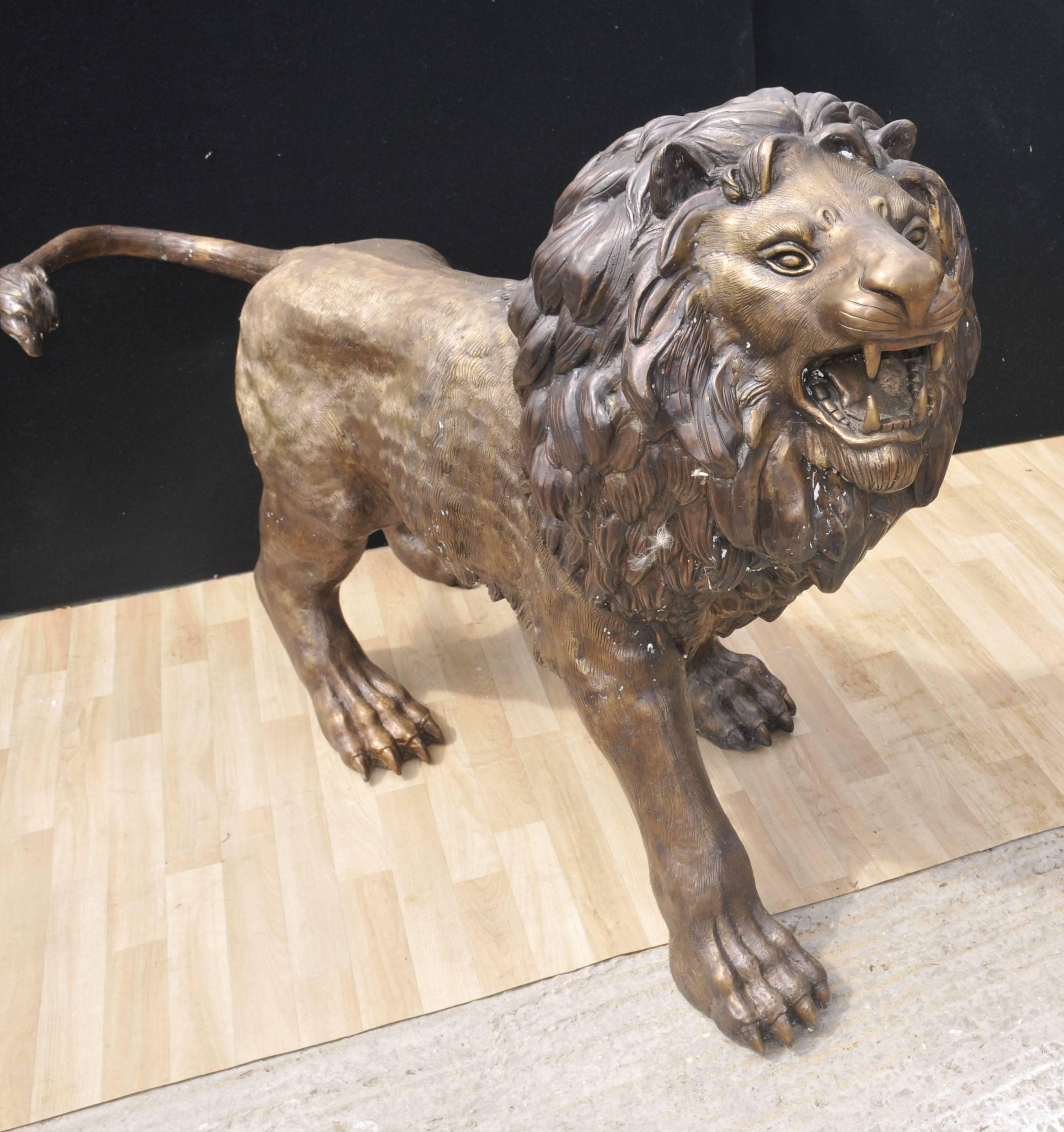 Pair giant perhaps life size bronze lion statues.
Head to tail measure five feet (152 CM) so great size.
Perfect left and right, these make for a great pair of gatekeepers for your country pile.
Patina to the bronze is superb and these can live