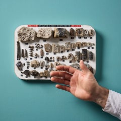 Set of English Lower Cretaceous Fossil Specimens Collected In Sussex