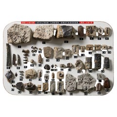 Set of English Lower Cretaceous Fossil Specimens Collected In Sussex
