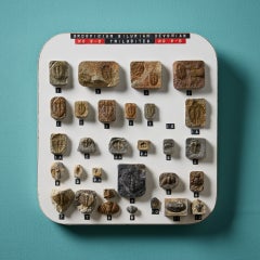 Serie di reperti fossili dell'Ordoviciano, del Siluriano e del Devoniano inglesi