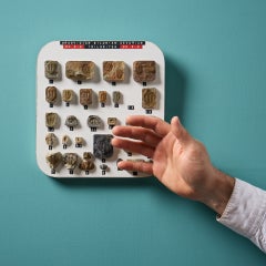 Set of English Ordovician Silurian Devonian Fossil Specimens