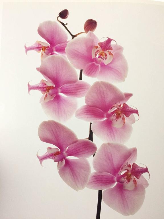 "Irving Penn Flowers" Book 1980 at 1stDibs