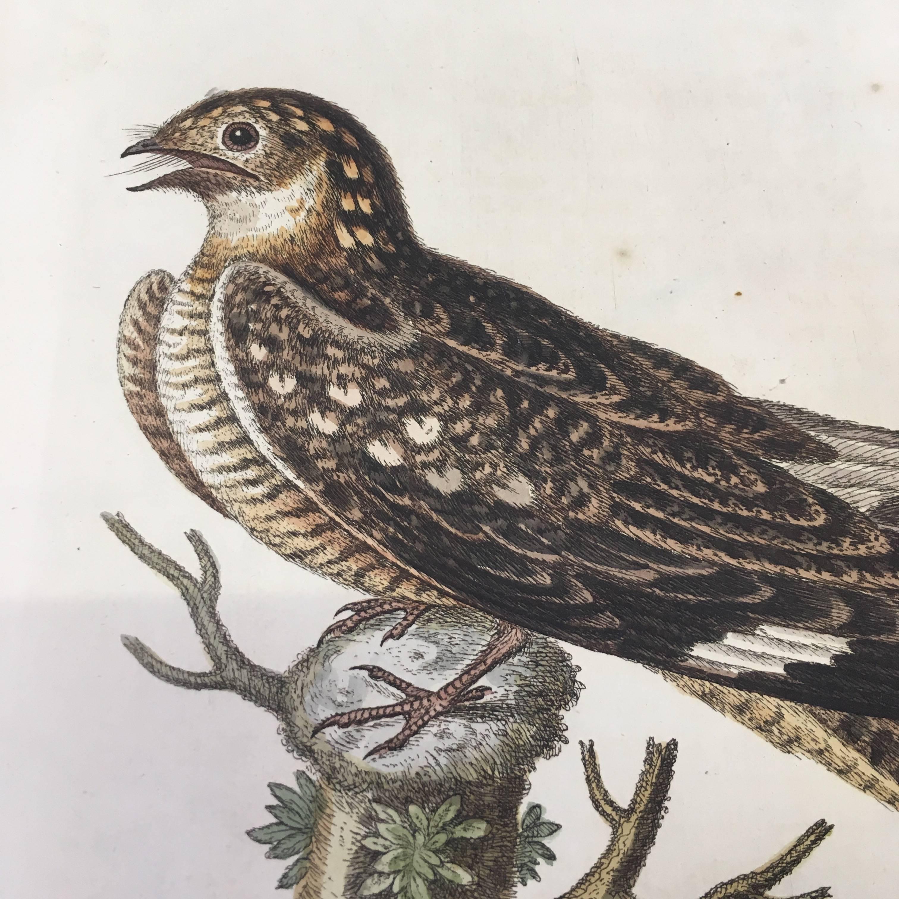 Set of 12 Bird Prints by George Edwards, circa 1750 In Excellent Condition In London, GB