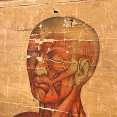 19th Century Anatomical Chart