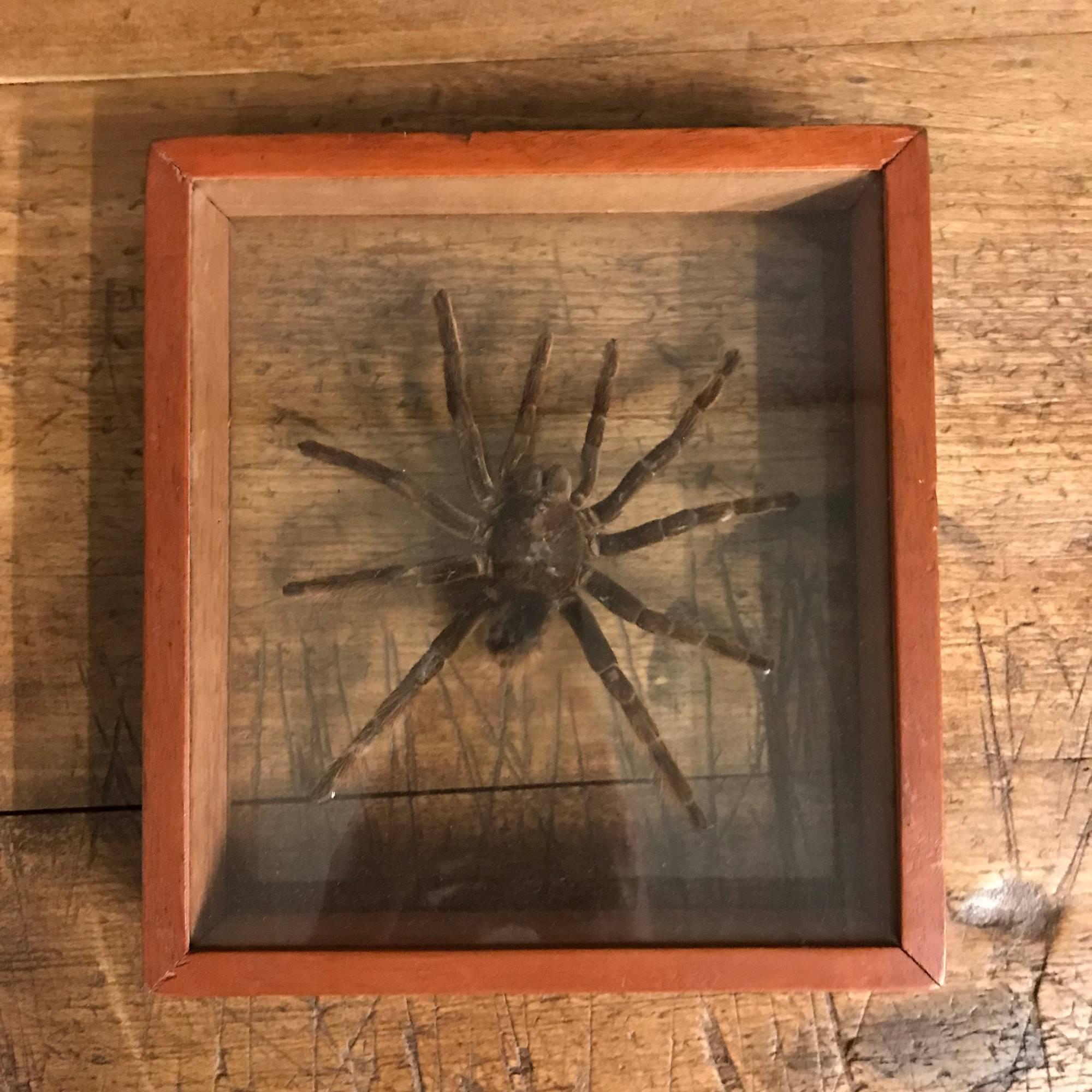 taxidermy tarantula for sale