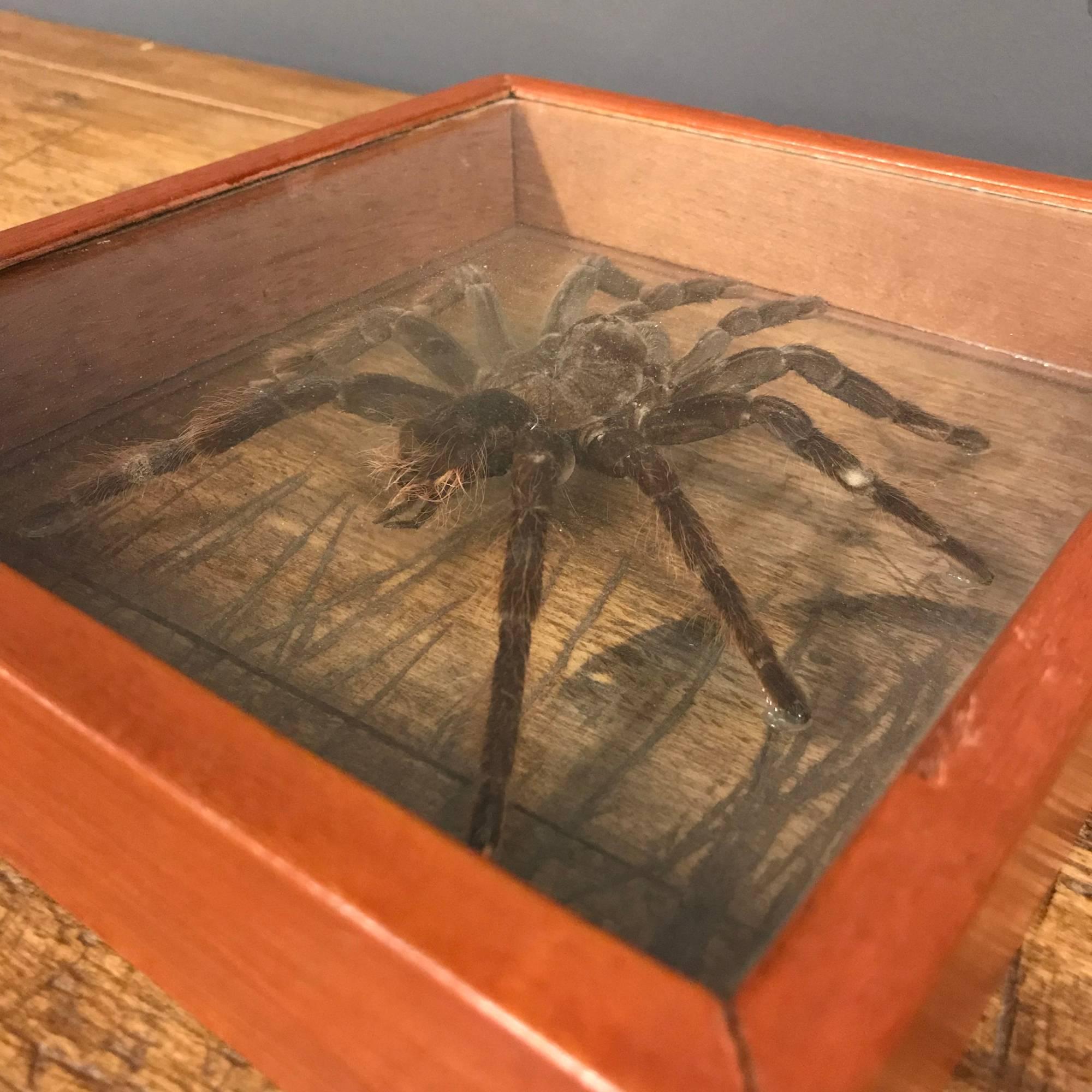 Boxed Display Tarantula Spider Taxidermy In Good Condition For Sale In Ulft, Gelderland