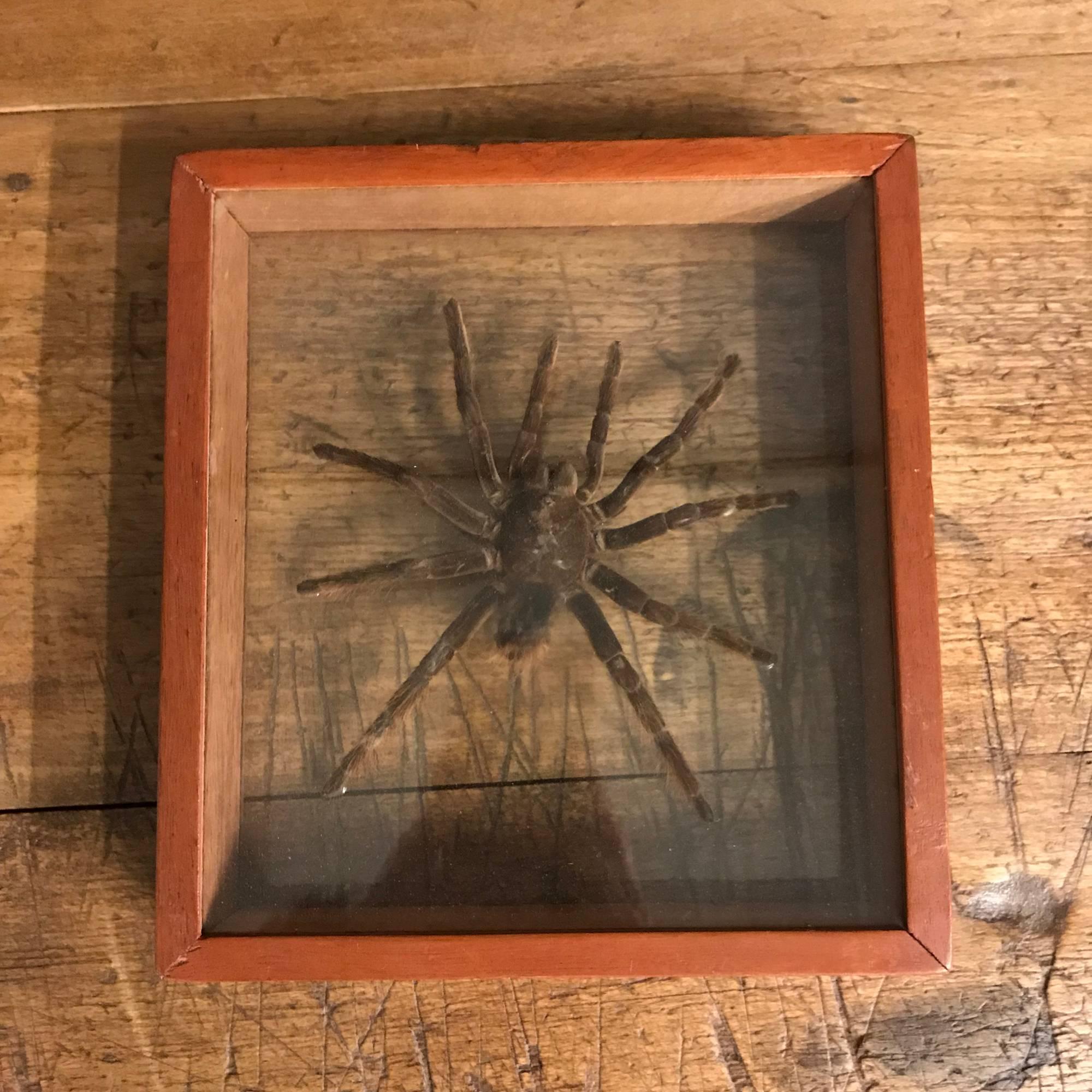 Boxed display Tarantula spider taxidermy. In oak wooden vitrine.