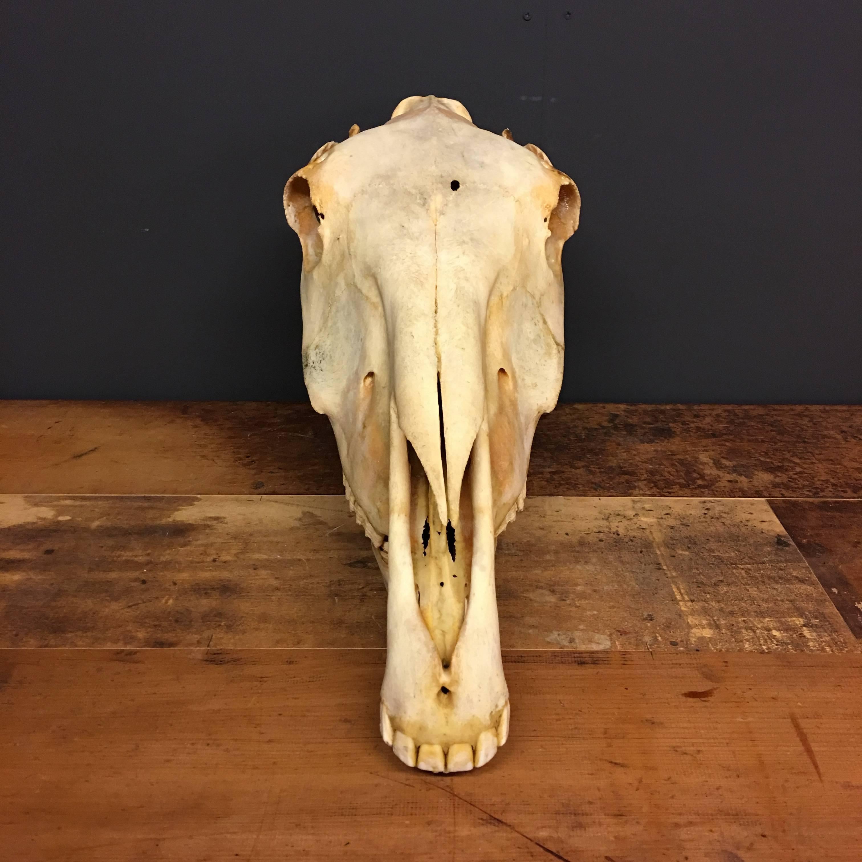 horse skull real