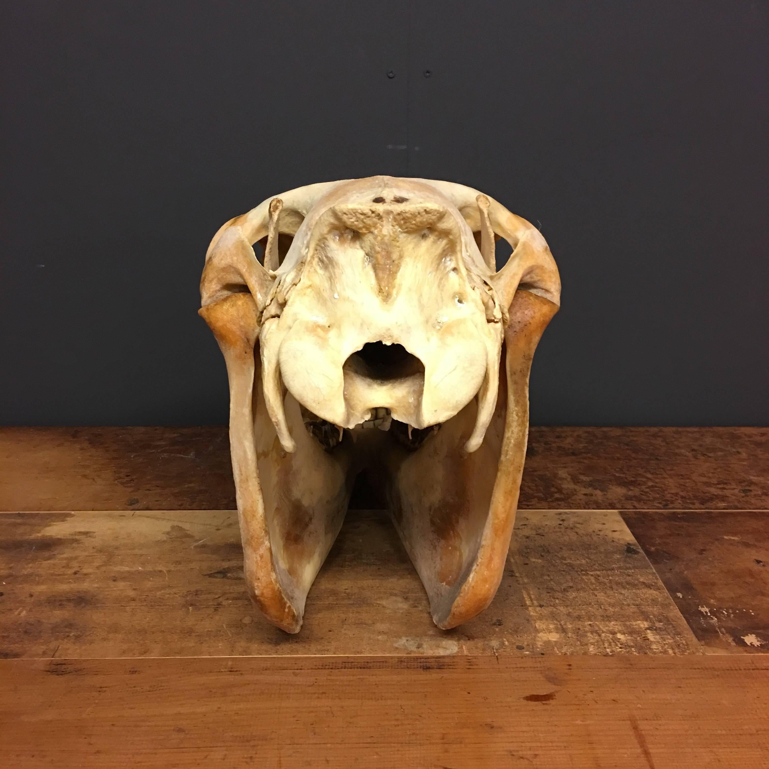 horse skull front