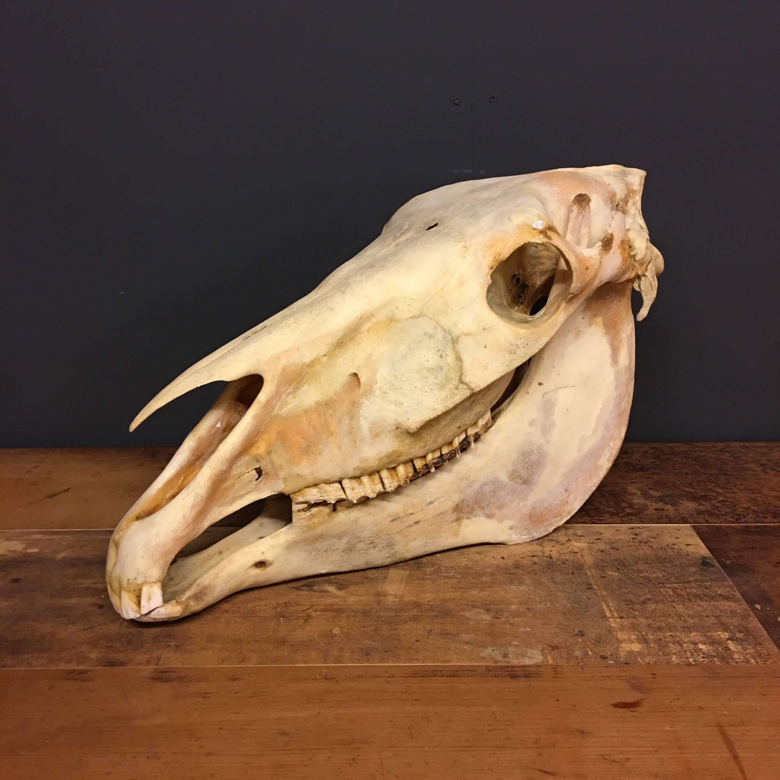 This large vintage adult horse skull is in excellent condition.

  