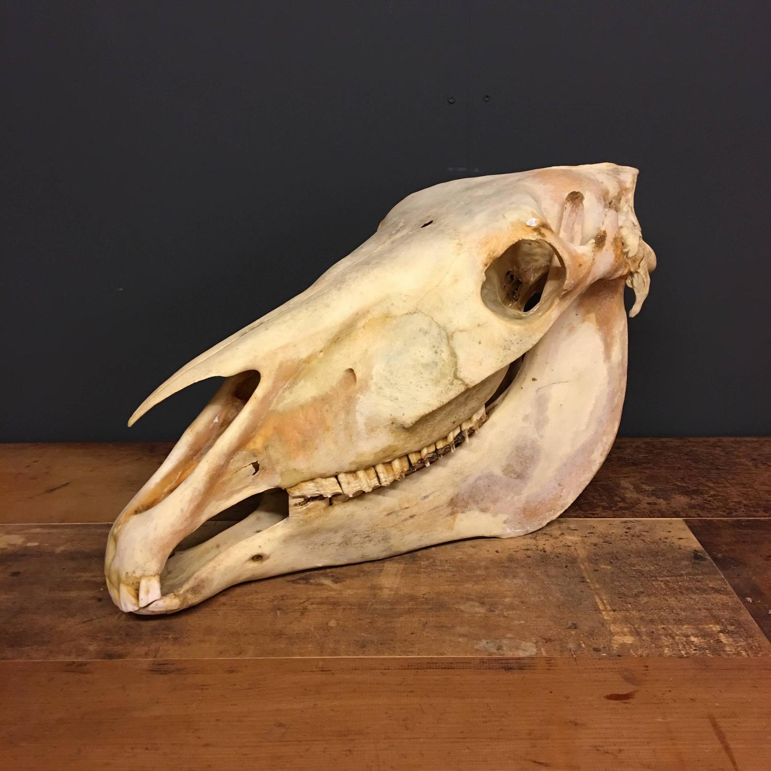 Large Vintage Horse Skull For Sale at 1stdibs