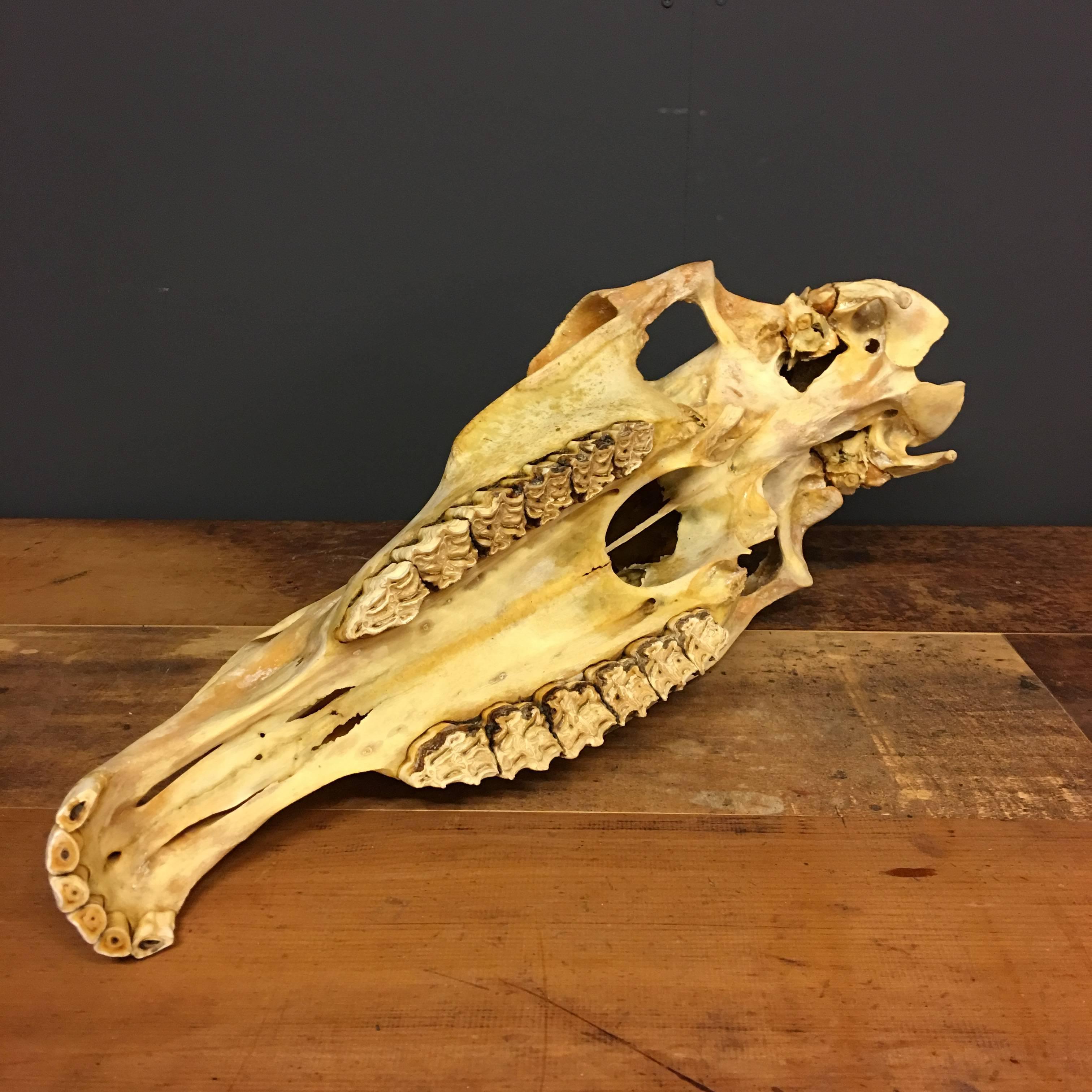 Bone Large Vintage Horse Skull