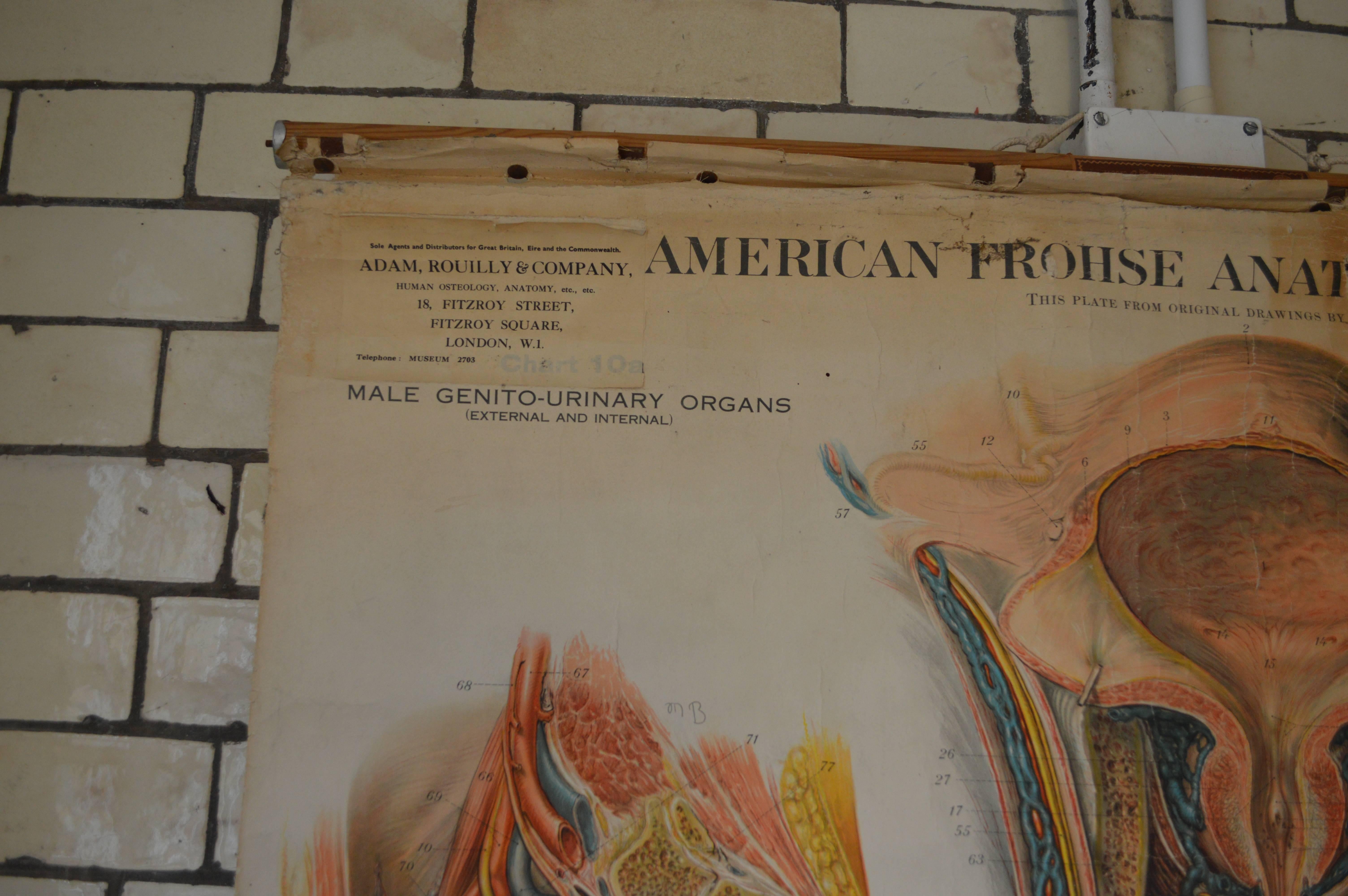 Early to Mid-20th Century Anatomical Chart, 10a and 10b In Good Condition For Sale In London, GB