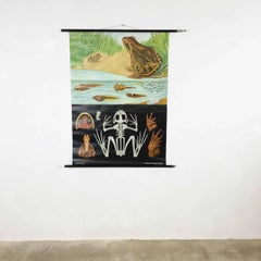 Vintage Educational West German Biology Print "Frog" by Hagemann, Germany 1964