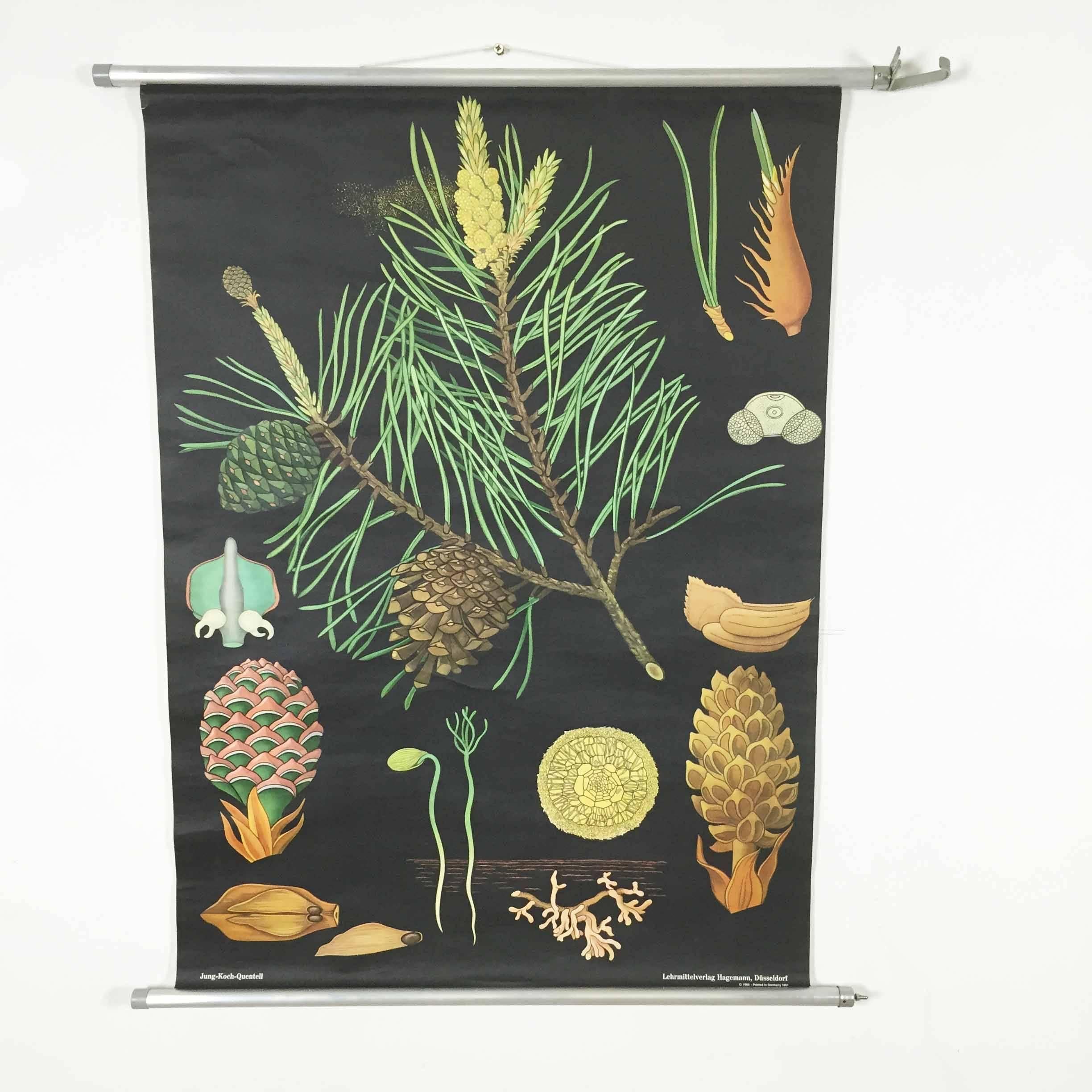 Vintage pull down chart



original vintage school chart, by Jung Koch Quentell

Paperprint on Linen. The canvas is fixed between two aluminium dowels. There is a ribbon for hanging it up the wall. can be rolled up for transportation and