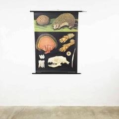 Carta scolastica d'epoca Jung Koch Quentell, Germania, 1968