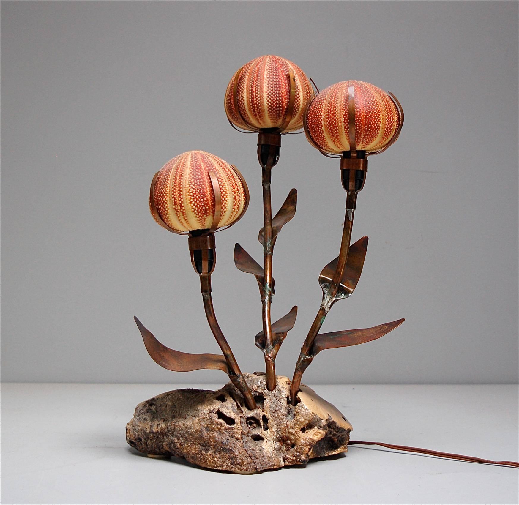 Eye-catching, sculptural lamp made with the shells of three sea urchins. When lit, they produce an amazing warm glow. The shape of the shell is quite bulbous which is why it lends itself so well to creating the illusion of flowers. The metal stems
