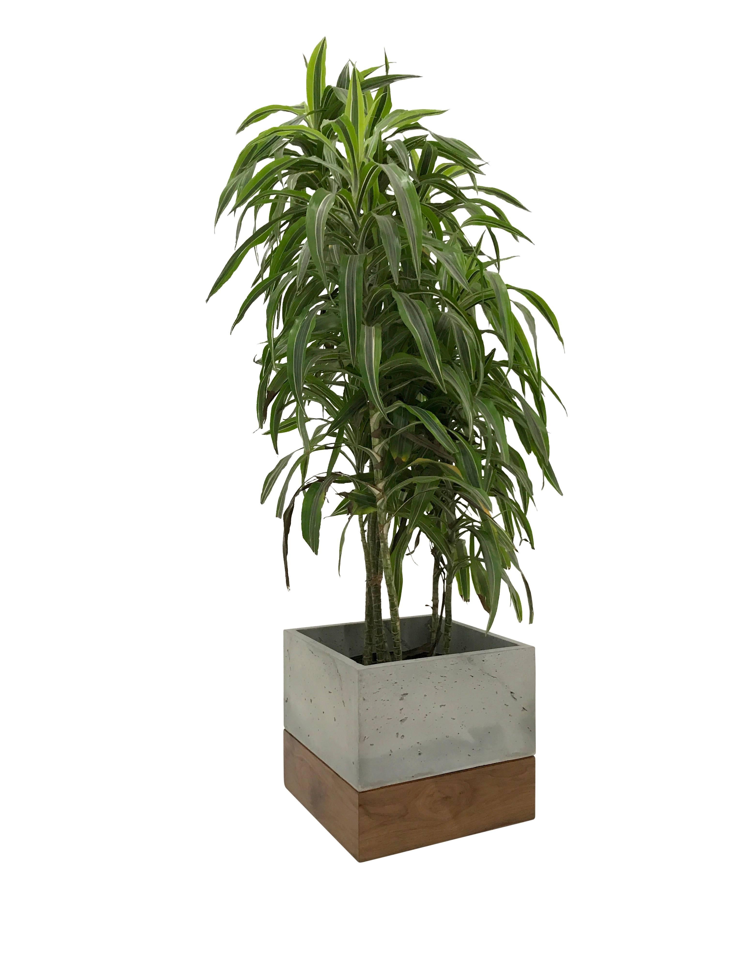 cast concrete planter