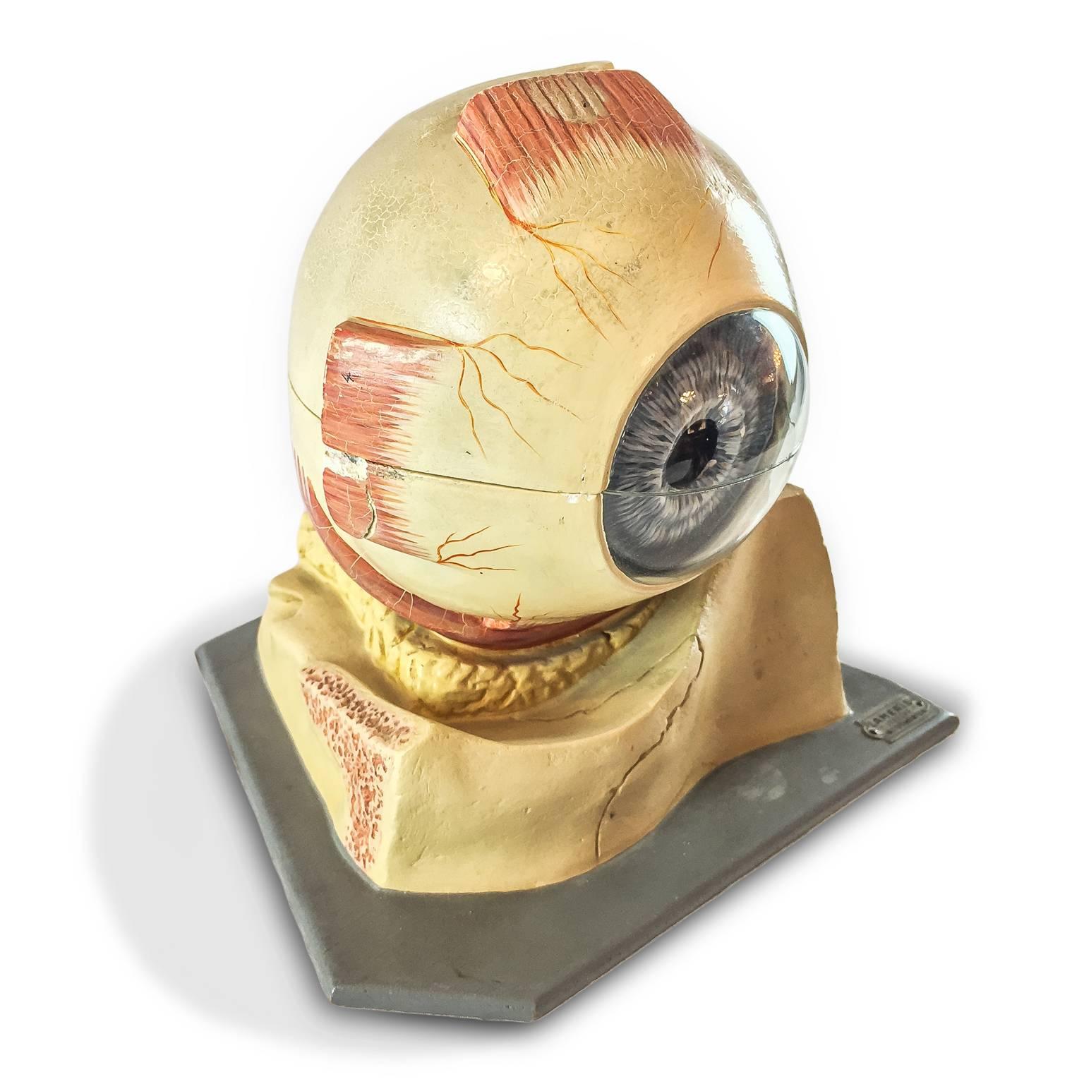 Antique anatomical decomposable model representing a human eye, painted plaster and glass, of Flemish origin, as per the label on the grey painted wooden basement, Laméris Utrecht Instrumenten. 

Dating back to the first half of 20th century, it