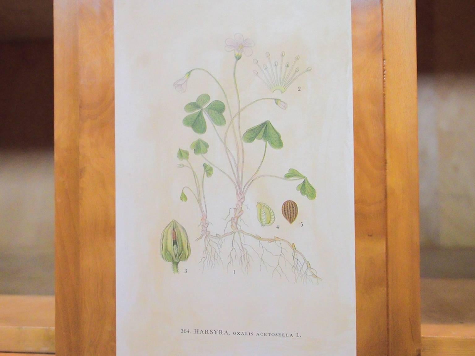 Swedish Wooden Cabinet with Nordern Flora Illustrations by C.A. Lindman 1