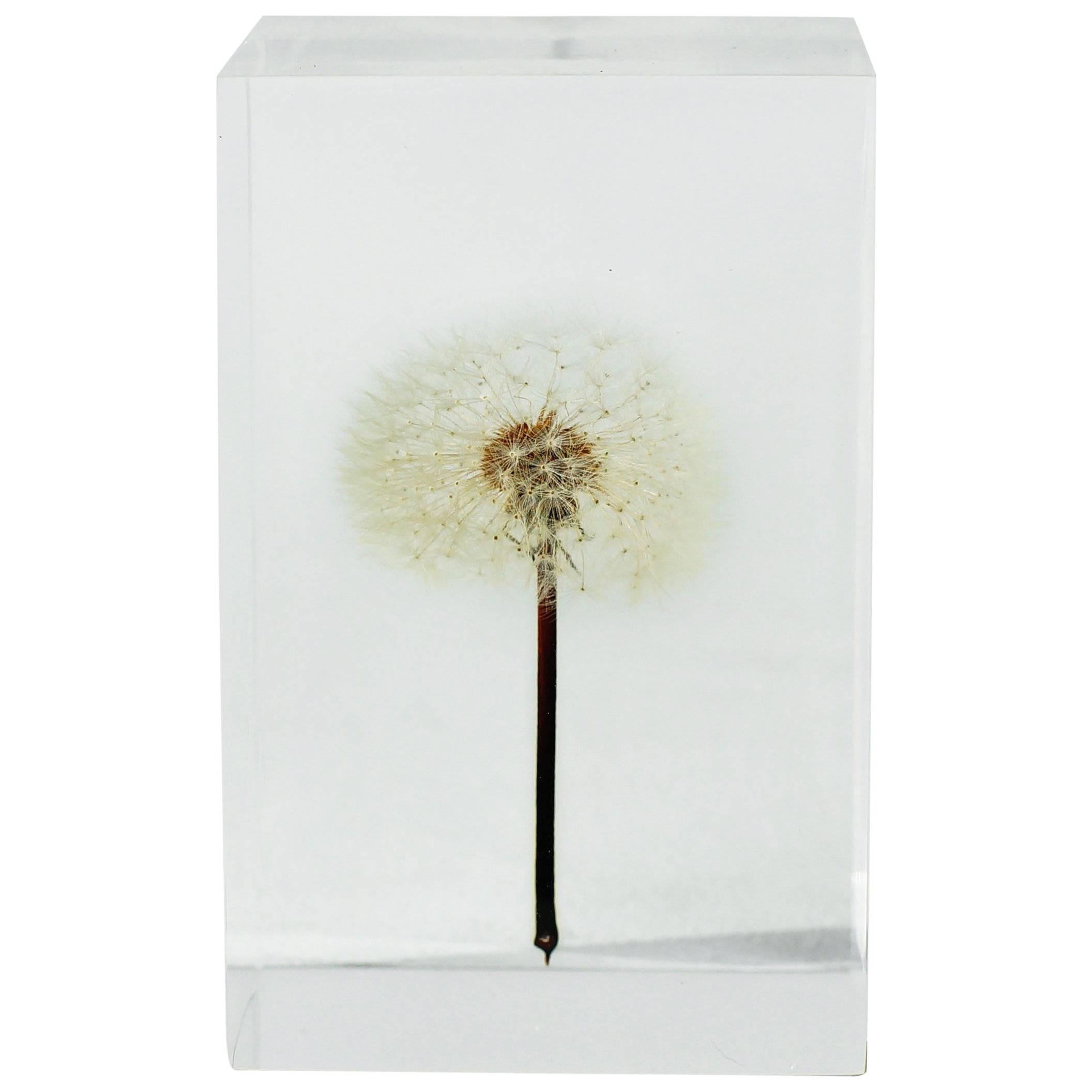 Tampopo Dandelion Acrylic Object Takao Inoue Kuramata