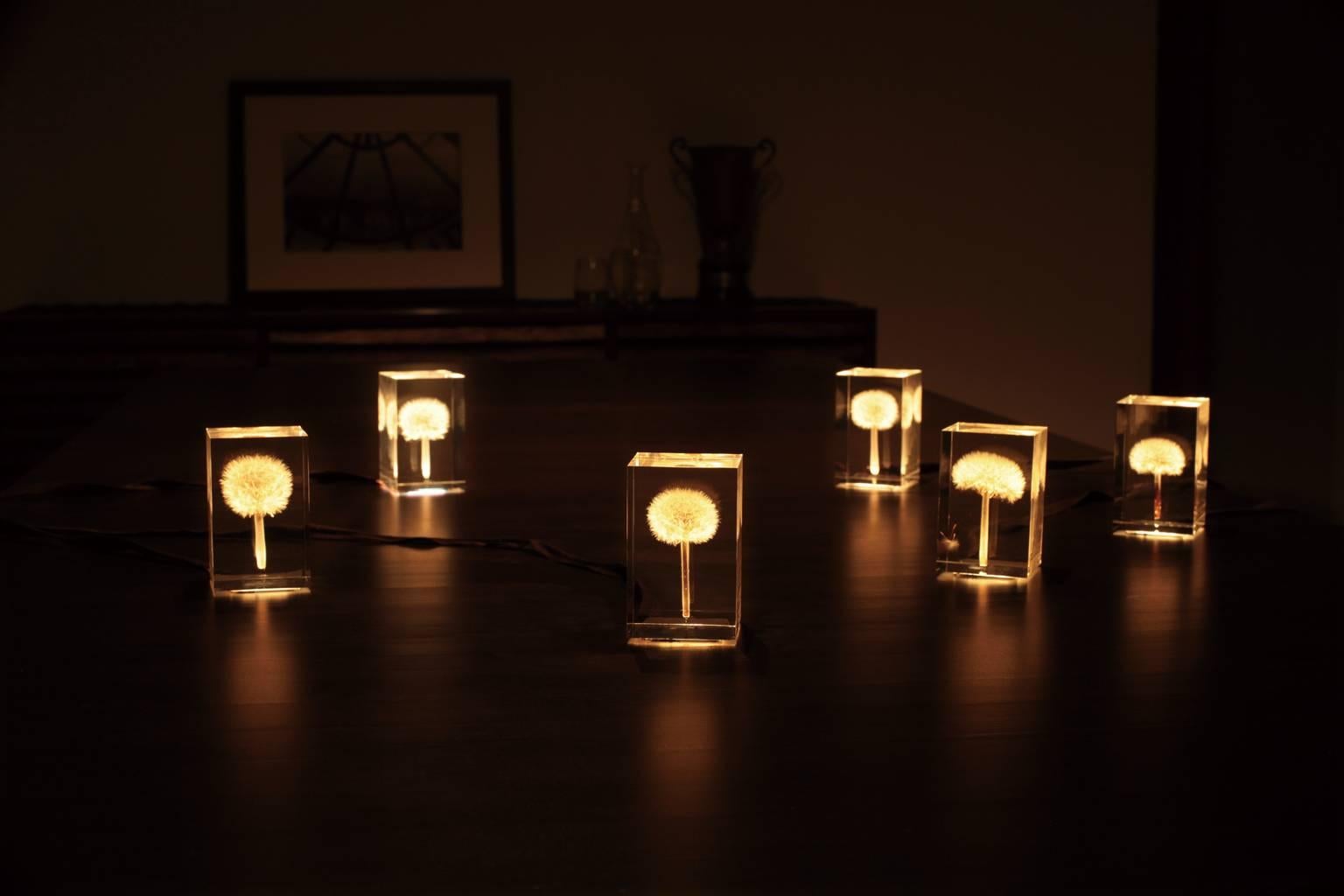 Modern OLED TAMPOPO Dandelion Object Light