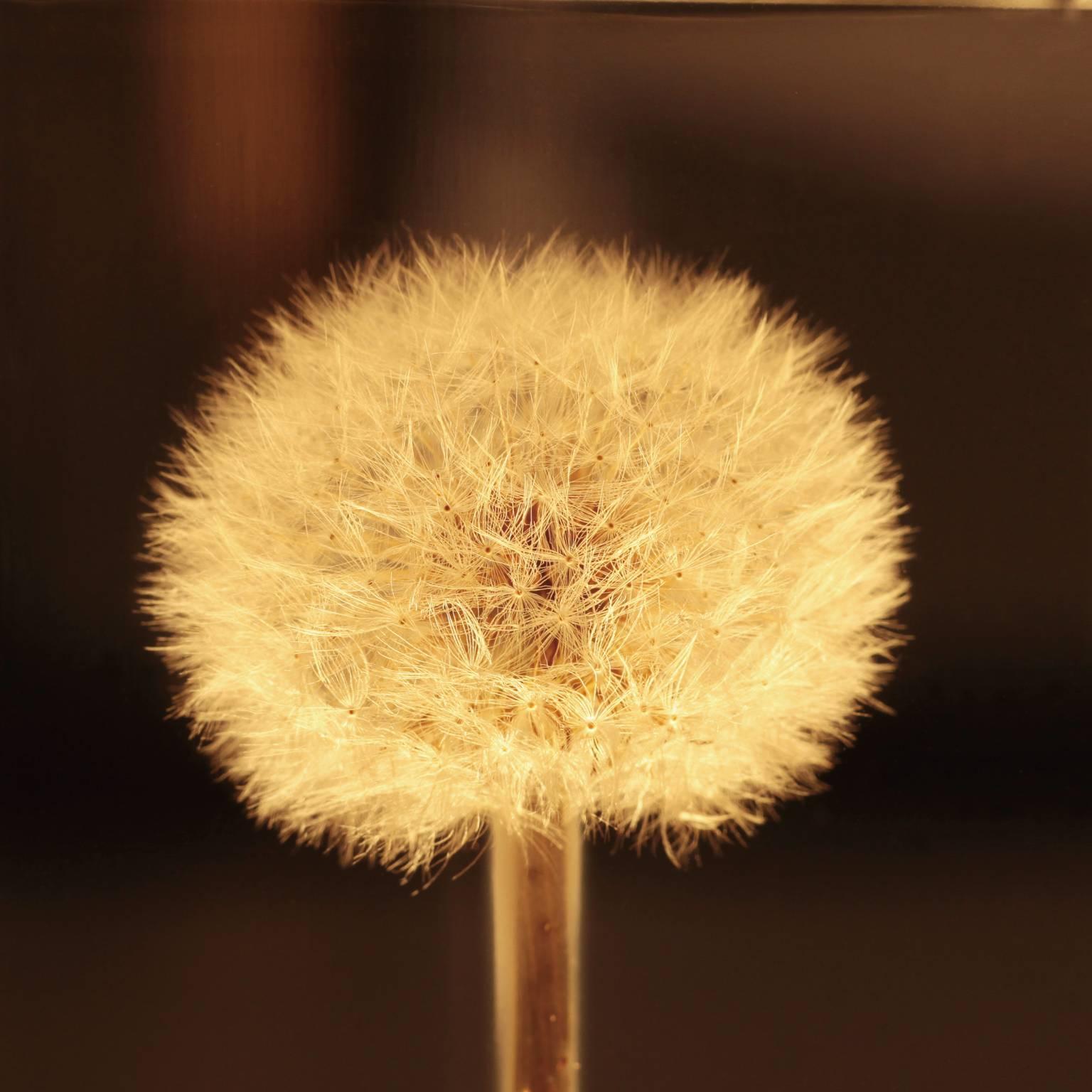 dandelion table lamp