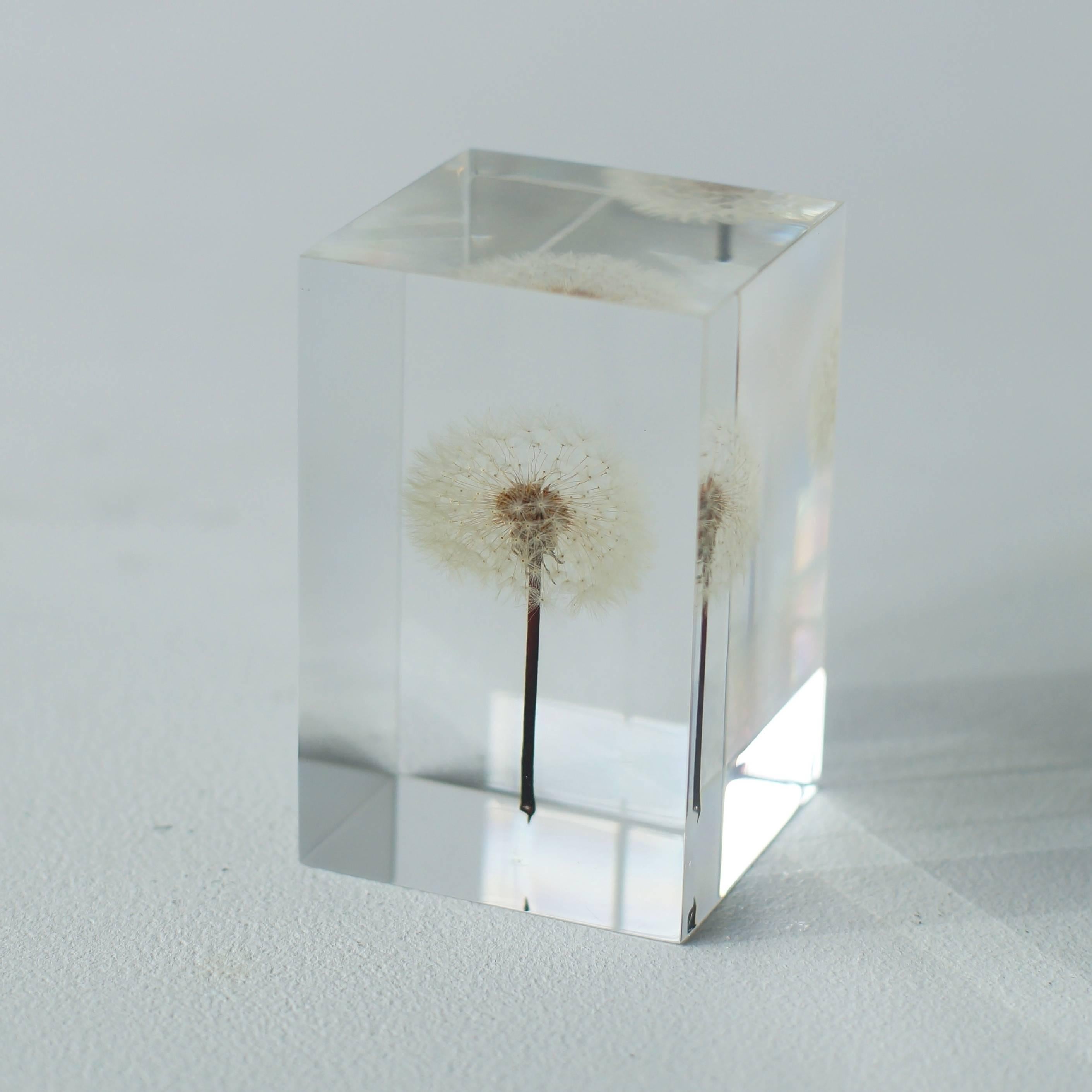 Object is what real dandelion sealed in acrylic. Artist is Takao Inoue who is based in Tokyo.
 He harvests dandelions by himself in spring season, and put them into work of art. Quantities of production are changing every year.
 
 Since the