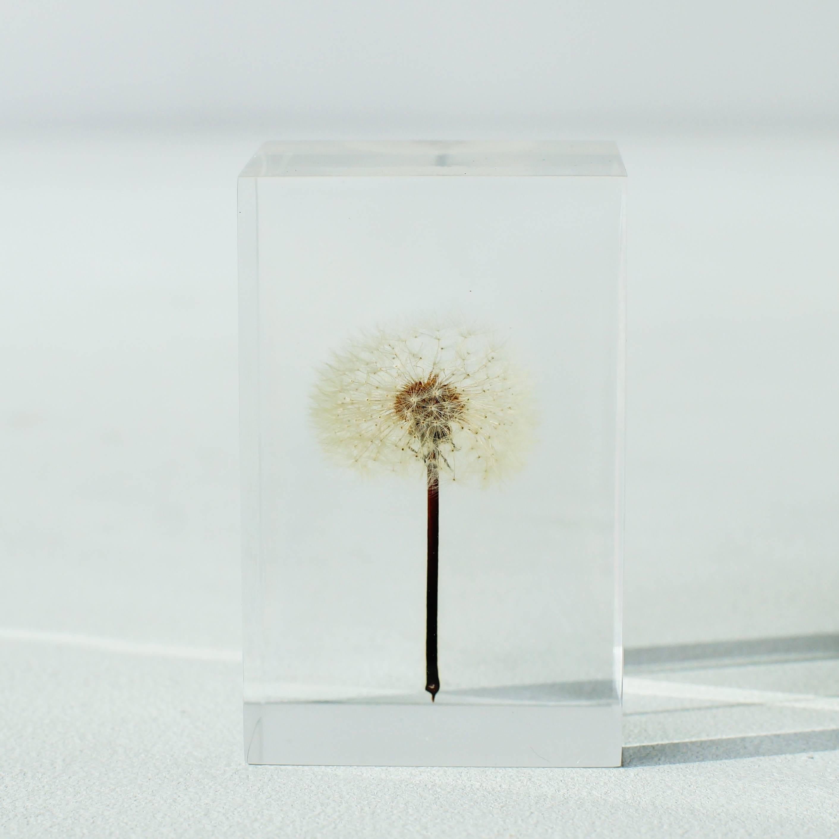 Object is what real dandelion sealed in acrylic. Artist is Takao Inoue who is based in Tokyo.
 He harvests dandelions by himself in spring season, and put them into work of art. Quantities of production are changing every year.
 
 Since the