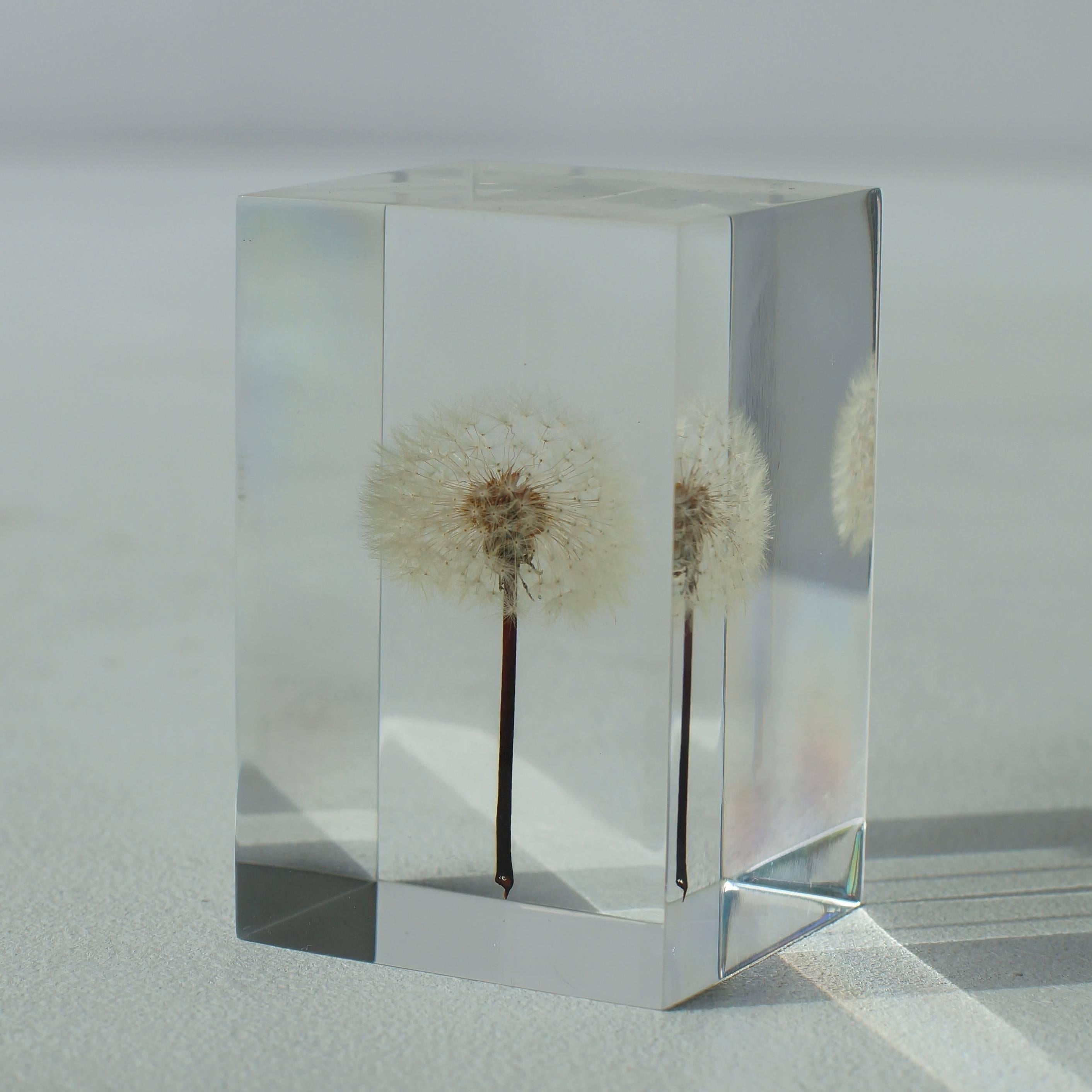 Japanese Tampopo Dandelion Acrylic Object Takao Inoue Kuramata