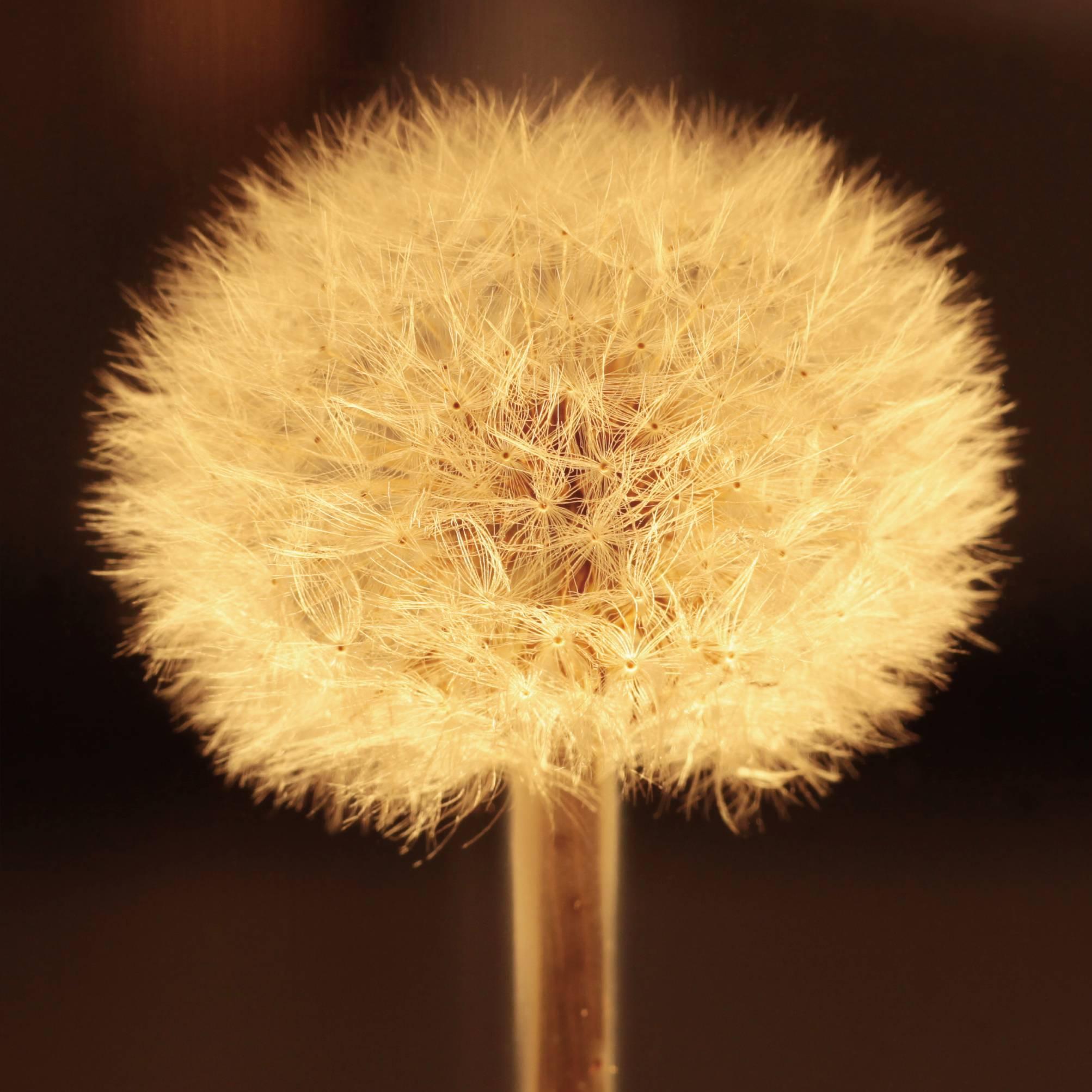 Oled Tampopo Dandelion Object Light Takao Inoue In Excellent Condition In Shibuya-ku, Tokyo