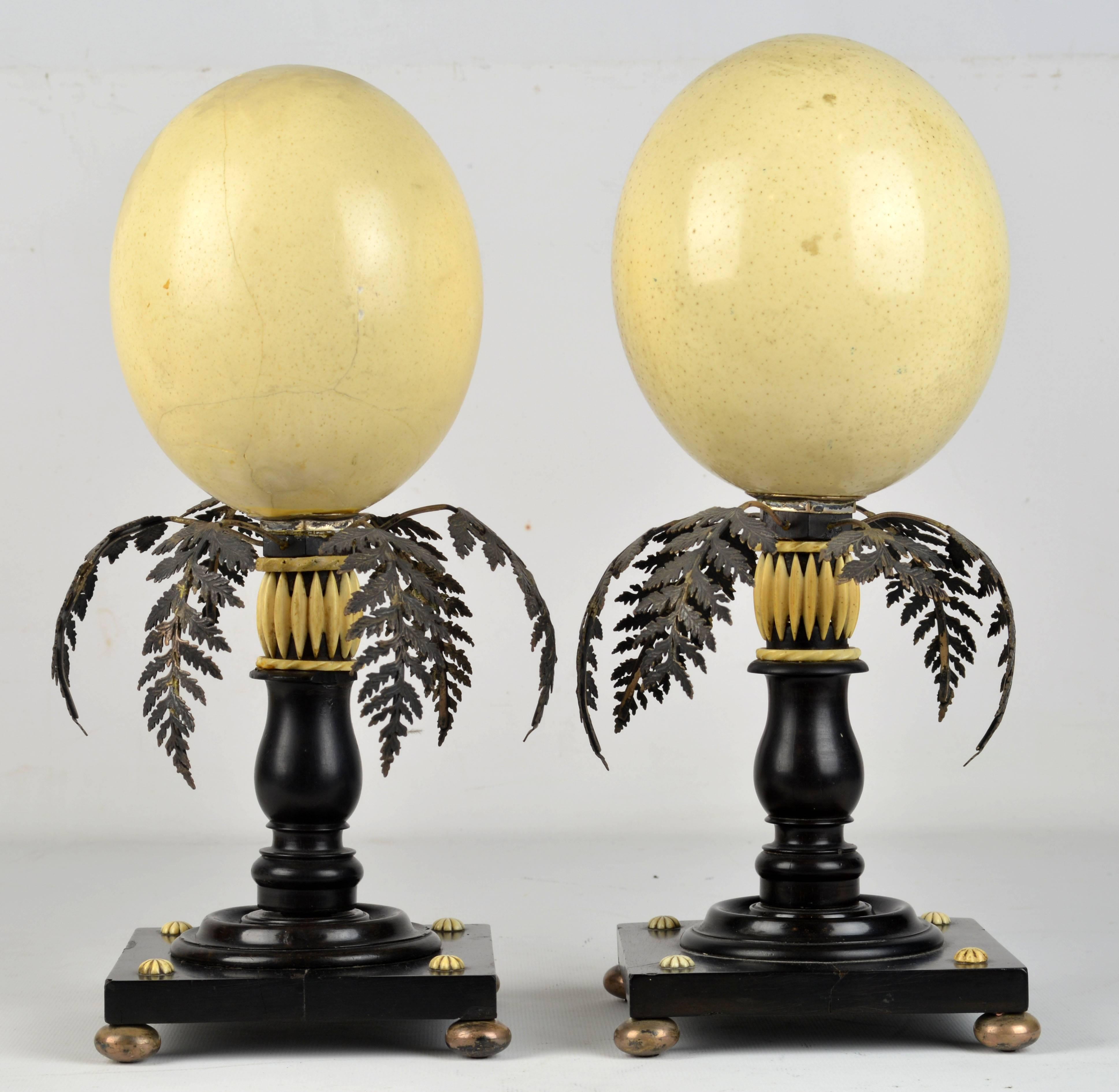 This pair of ostrich eggs on stands would be the discerning collector's choice in the old Austrian Hungarian Empire where exotic artifacts in a fine home were a must. The two eggs, standing 13.5 in. tall, are mounted on wooden ebonized stands on