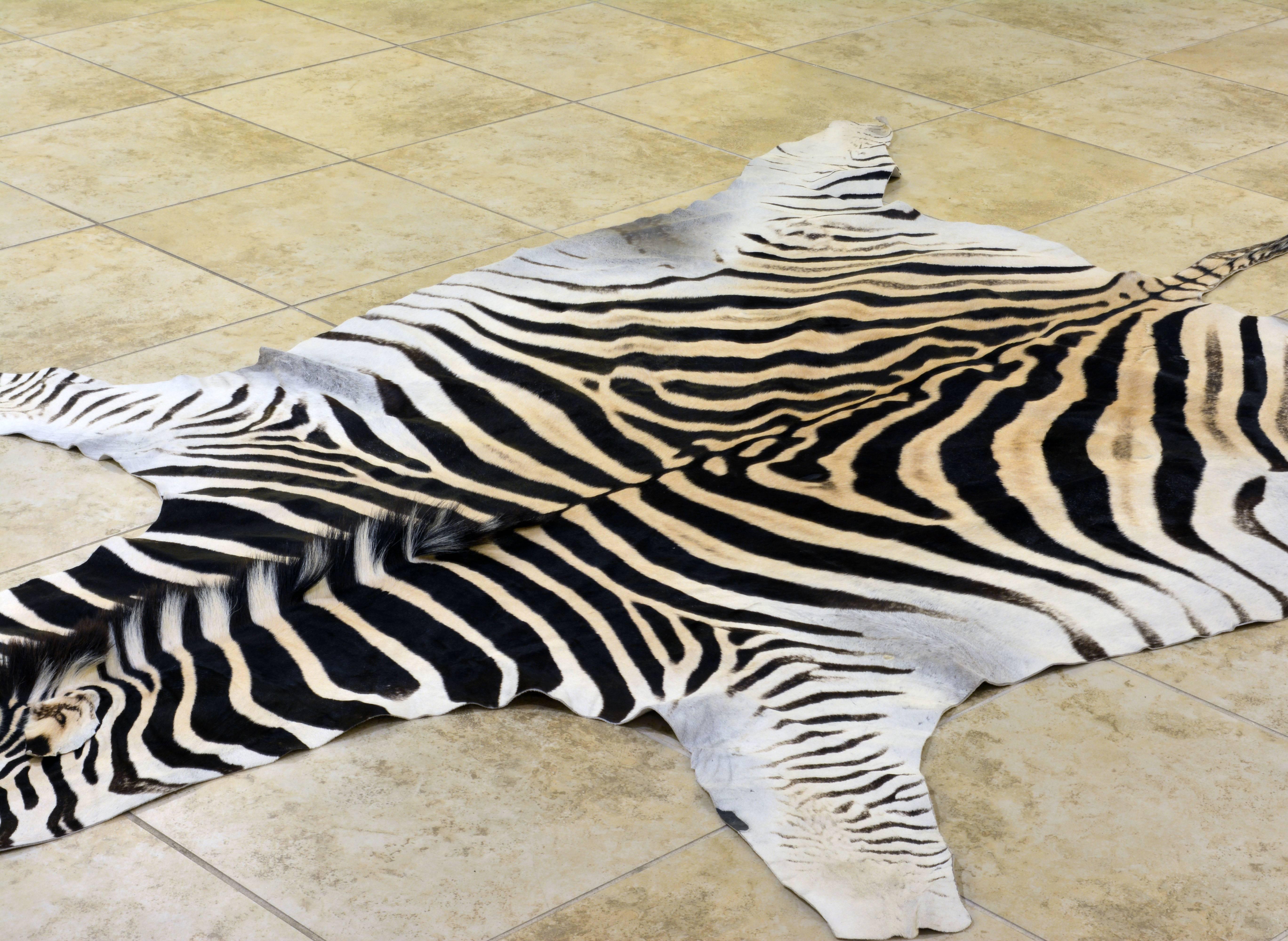 Hollywood Regency Large High Quality Burchell Zebra Hide Rug Well Marked and Great Color