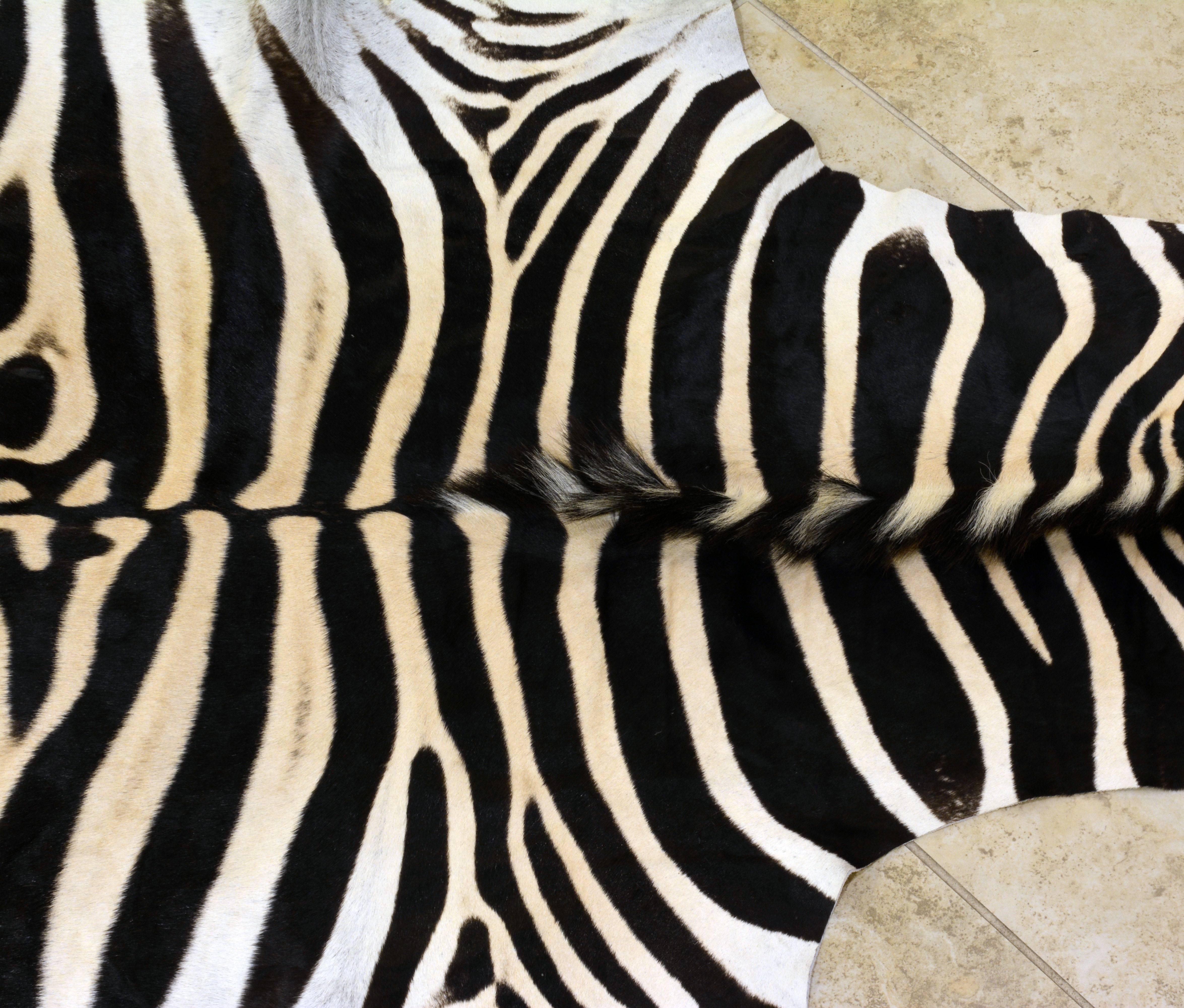 Large High Quality Burchell Zebra Hide Rug Well Marked and Great Color In Good Condition In Ft. Lauderdale, FL