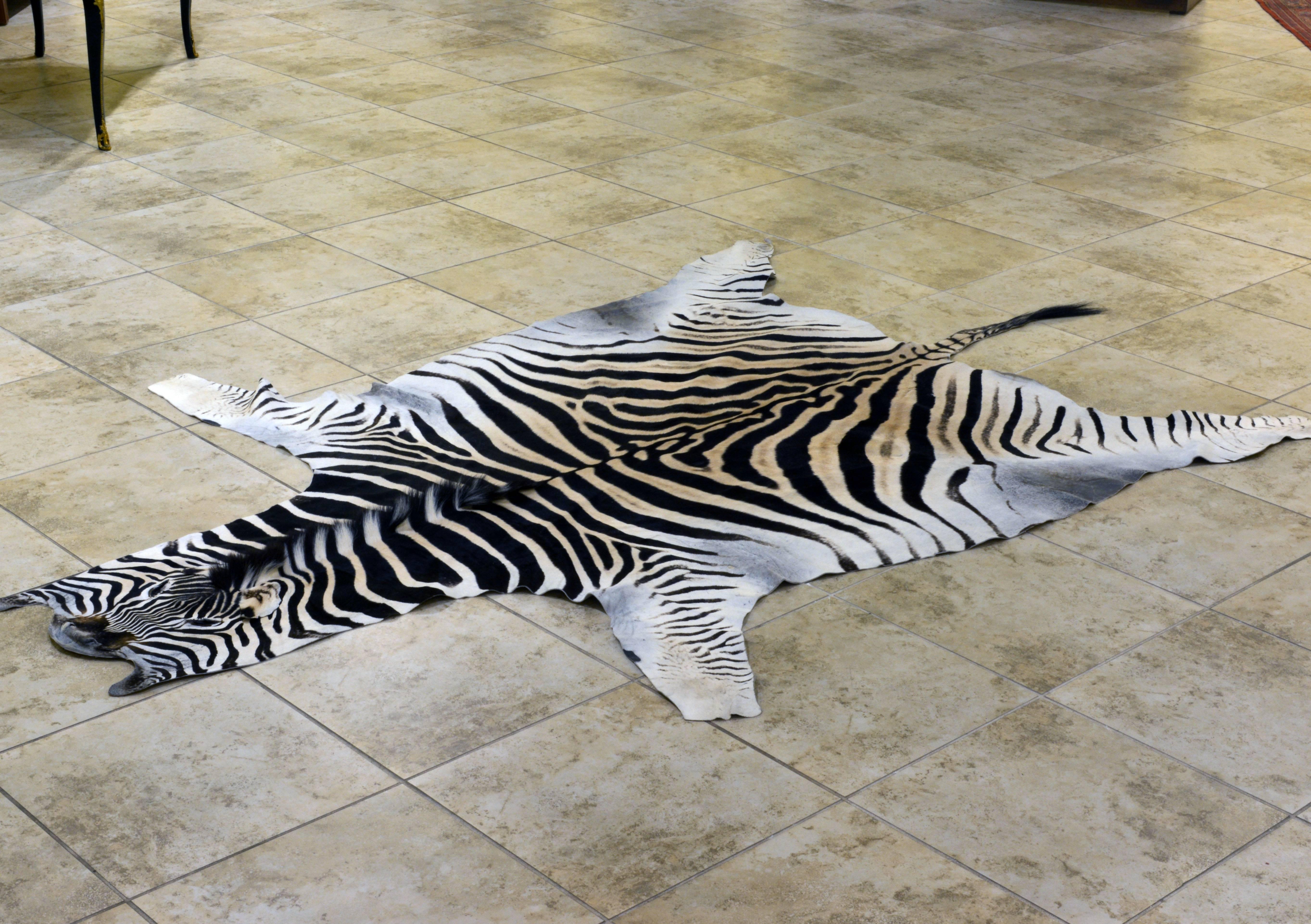 Measuring 105 inches including the tail this zebra hide features desirable colors with great contrast and includes the full head and tail. It is very soft to the touch both front and back and lies on the floor without stubborn creases or fold marks.