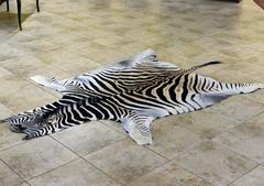 Large High Quality Burchell Zebra Hide Rug Well Marked and Great Color