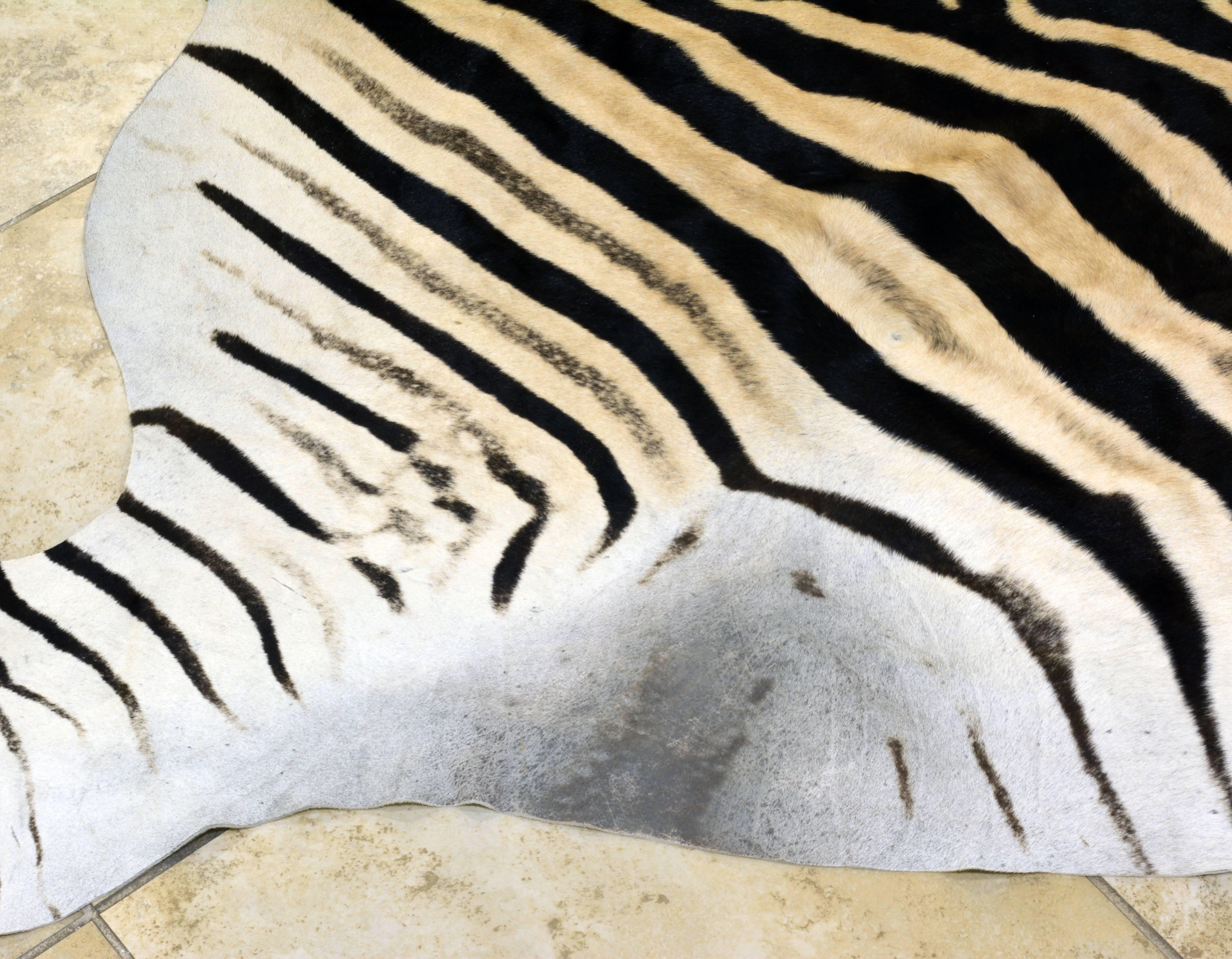 Large High Quality Burchell Zebra Hide Rug Well Marked and Great Color 1